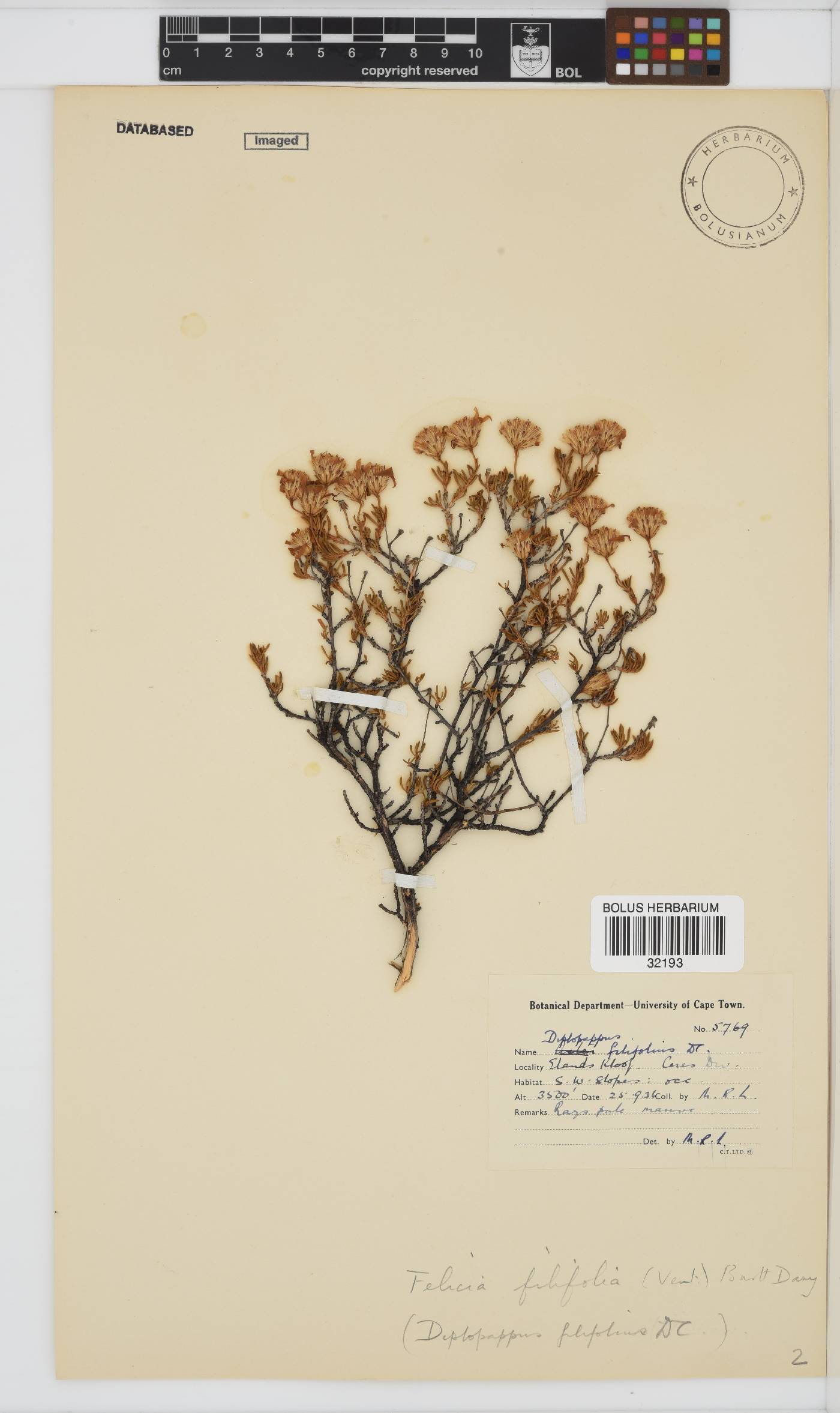 Felicia filifolia subsp. filifolia image