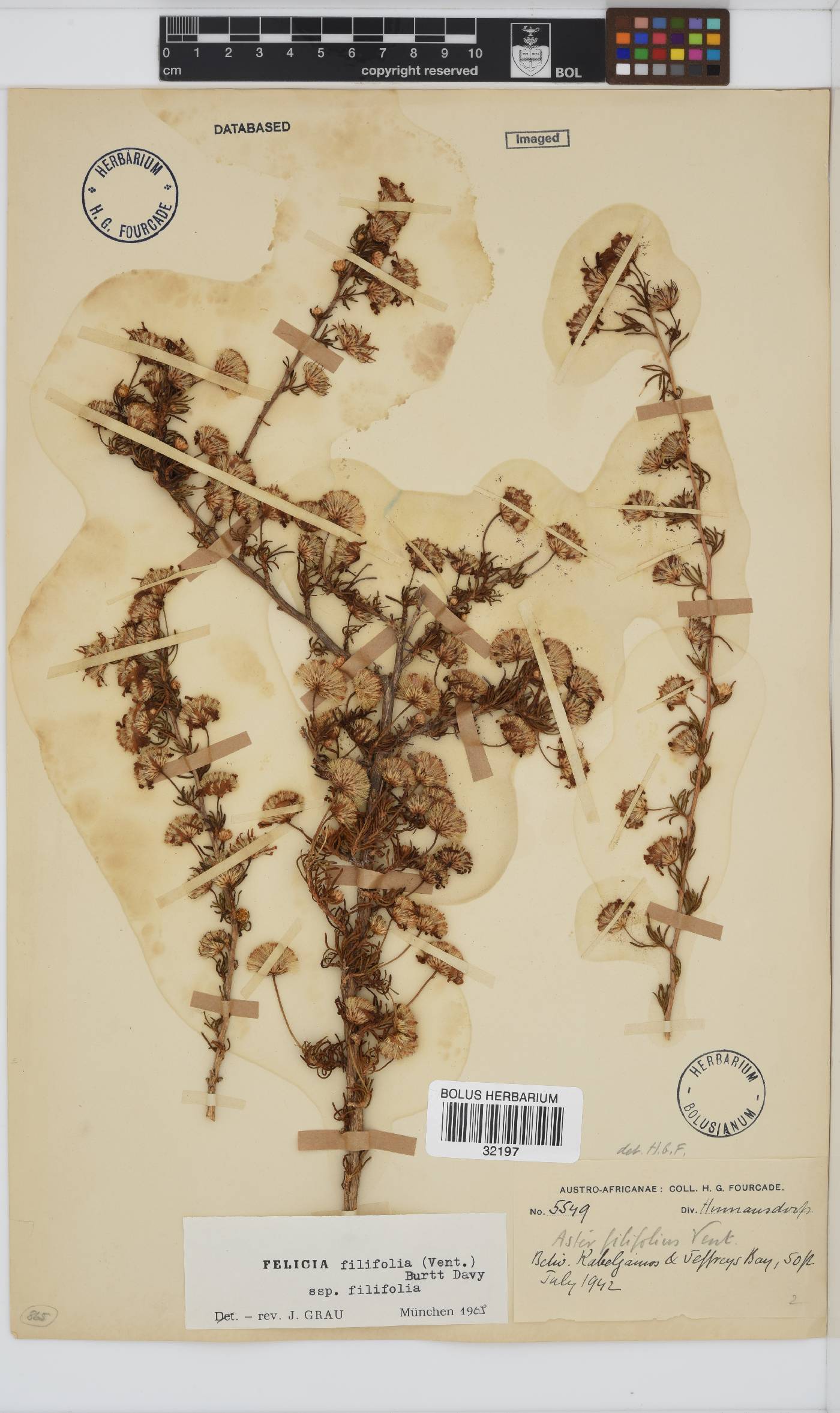Felicia filifolia image