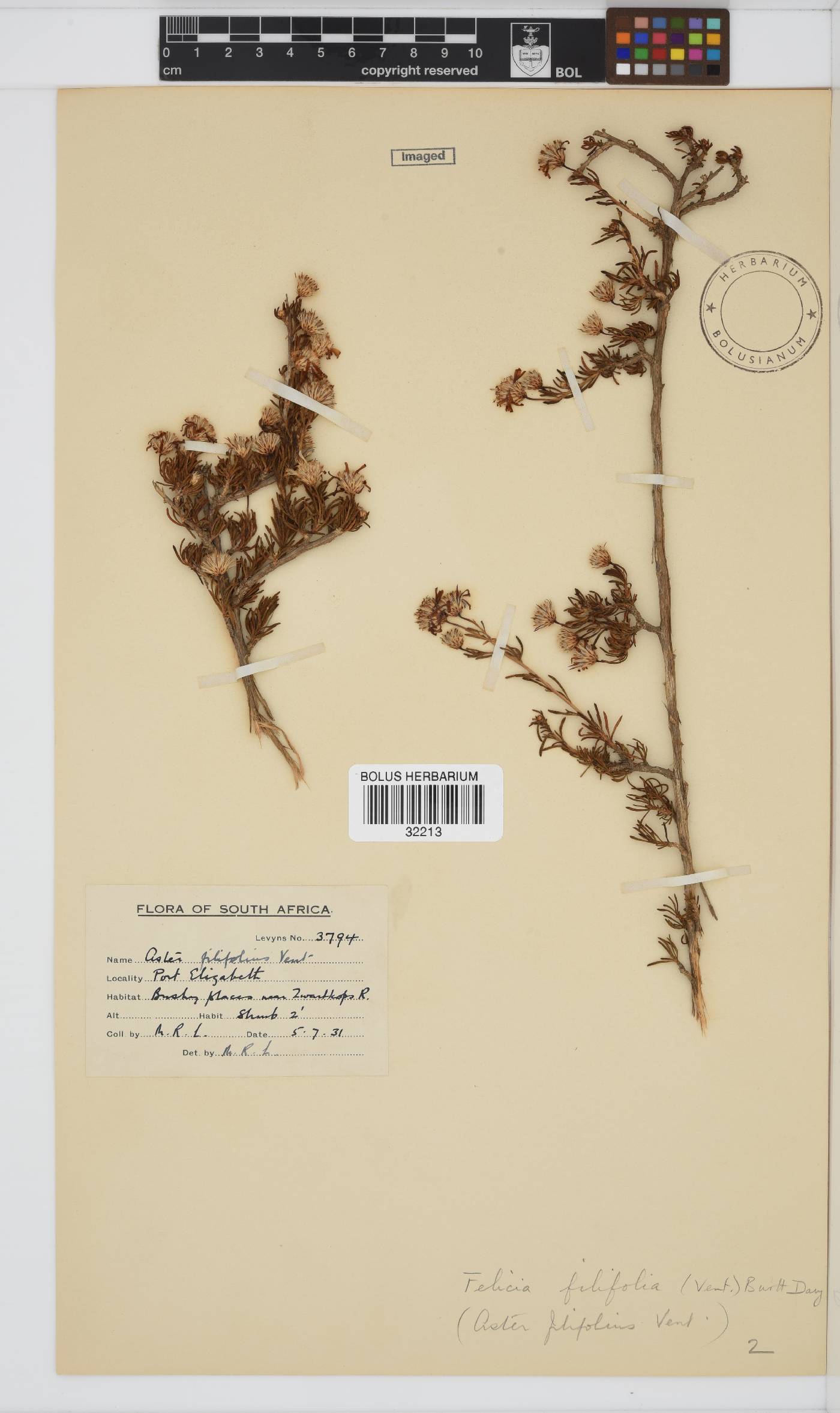 Felicia filifolia subsp. filifolia image