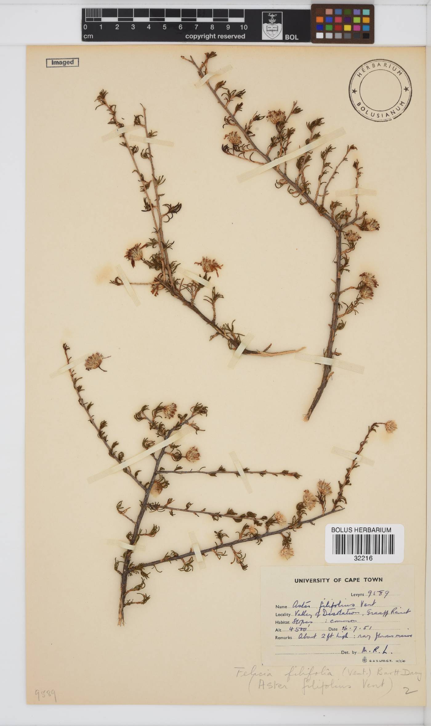 Felicia filifolia image