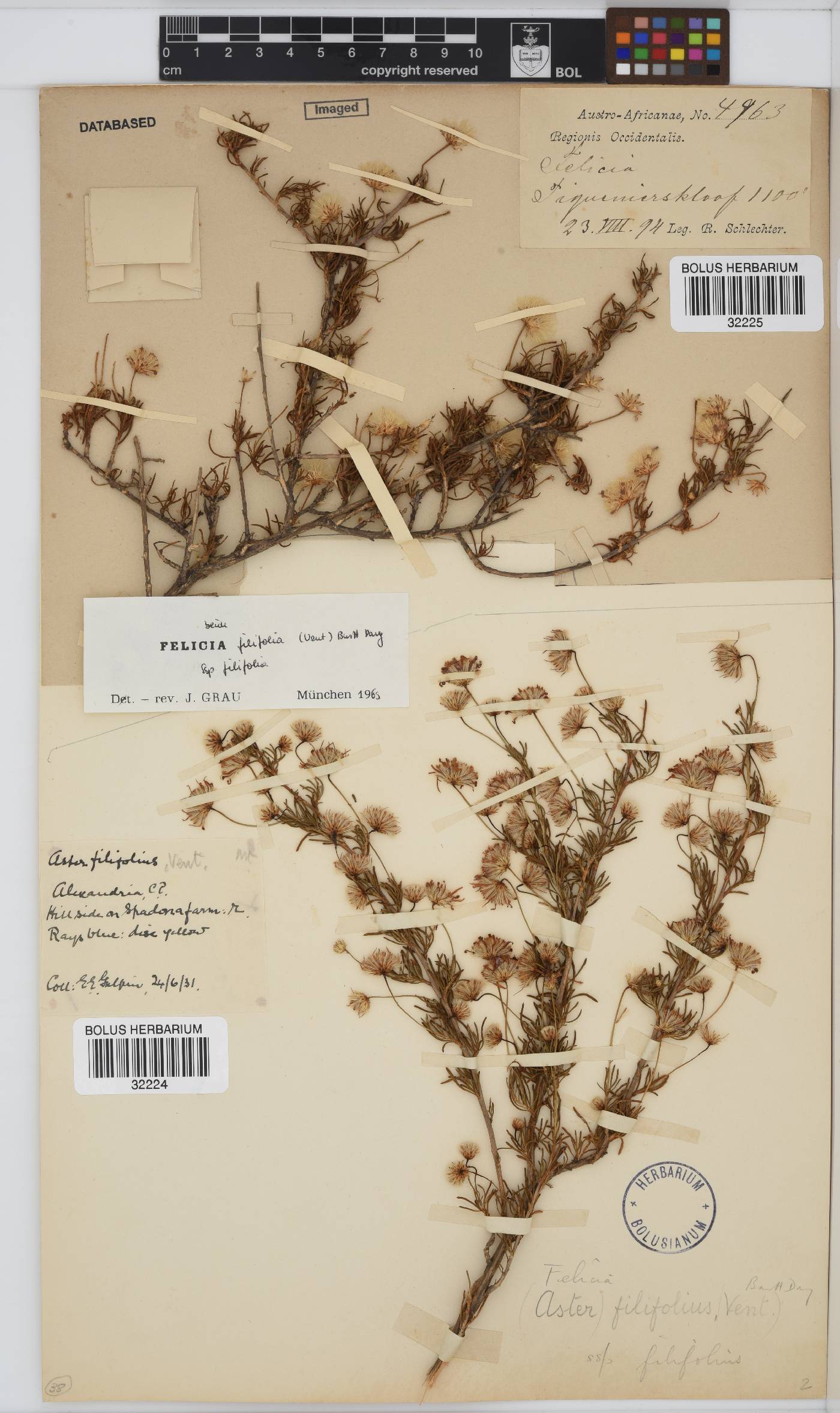 Felicia filifolia subsp. filifolia image
