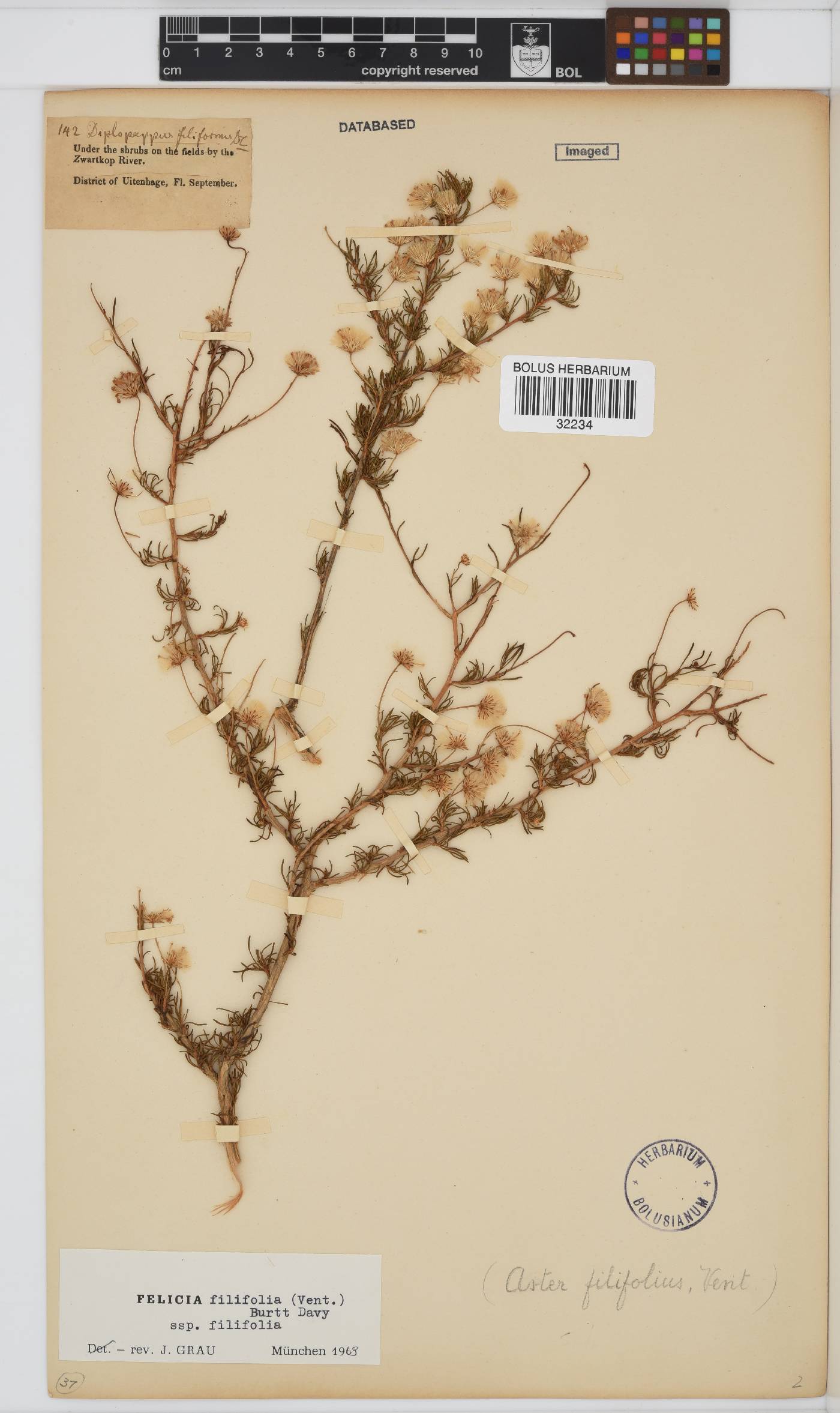 Felicia filifolia subsp. filifolia image