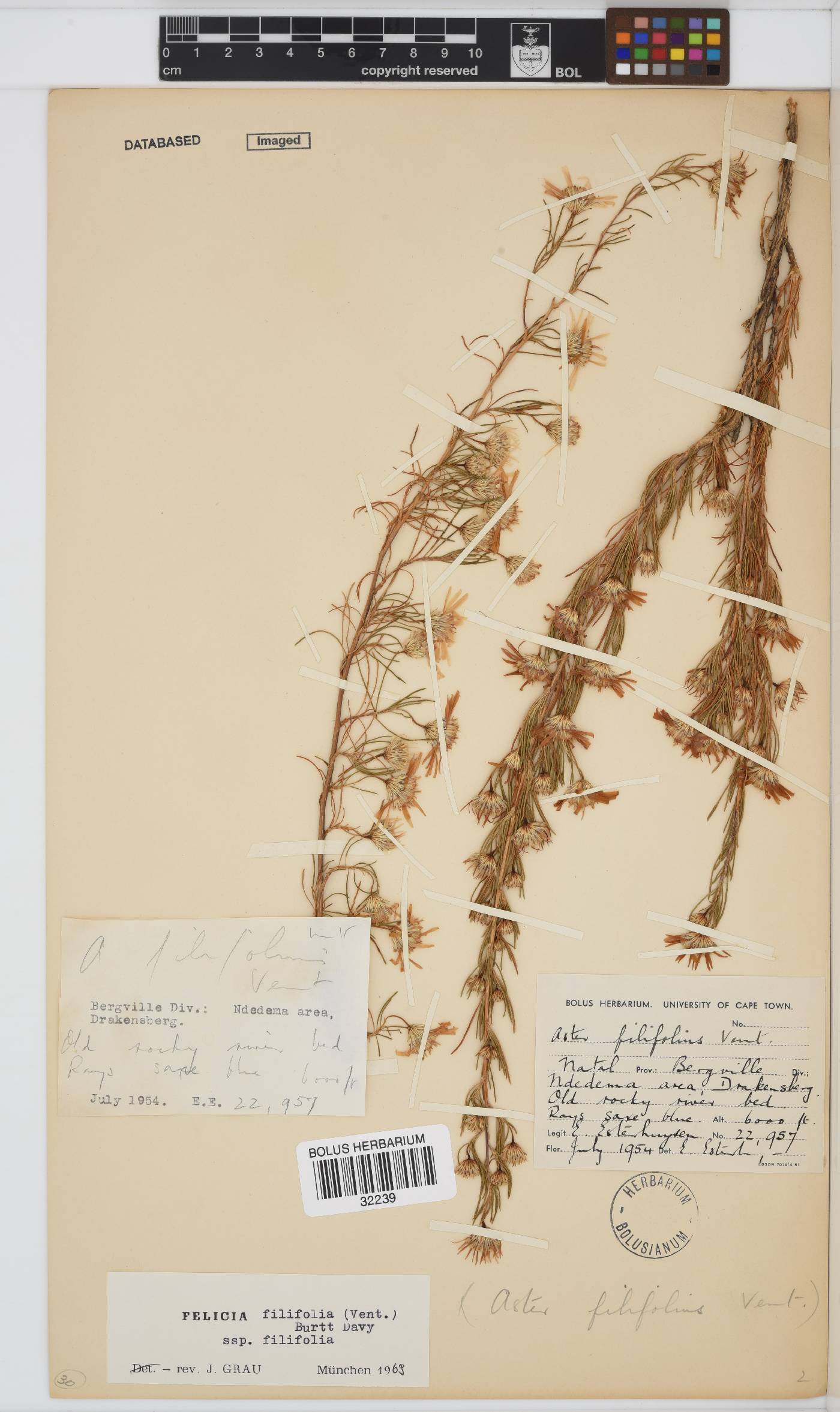 Felicia filifolia subsp. filifolia image