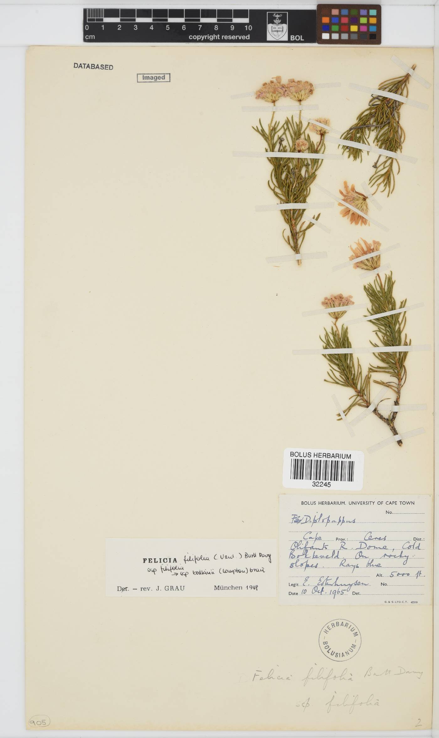 Felicia filifolia subsp. filifolia image