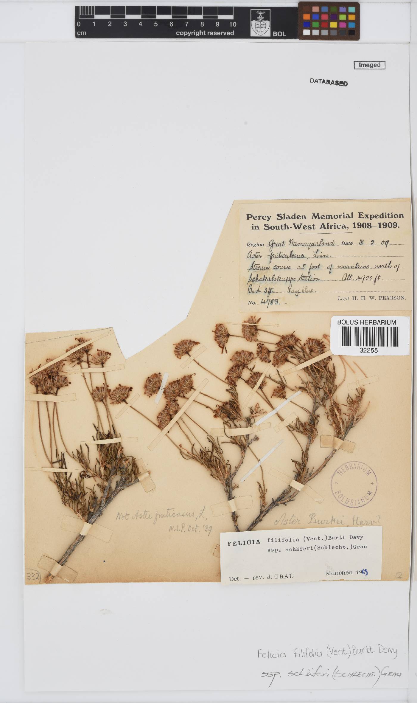 Felicia filifolia subsp. schaeferi image