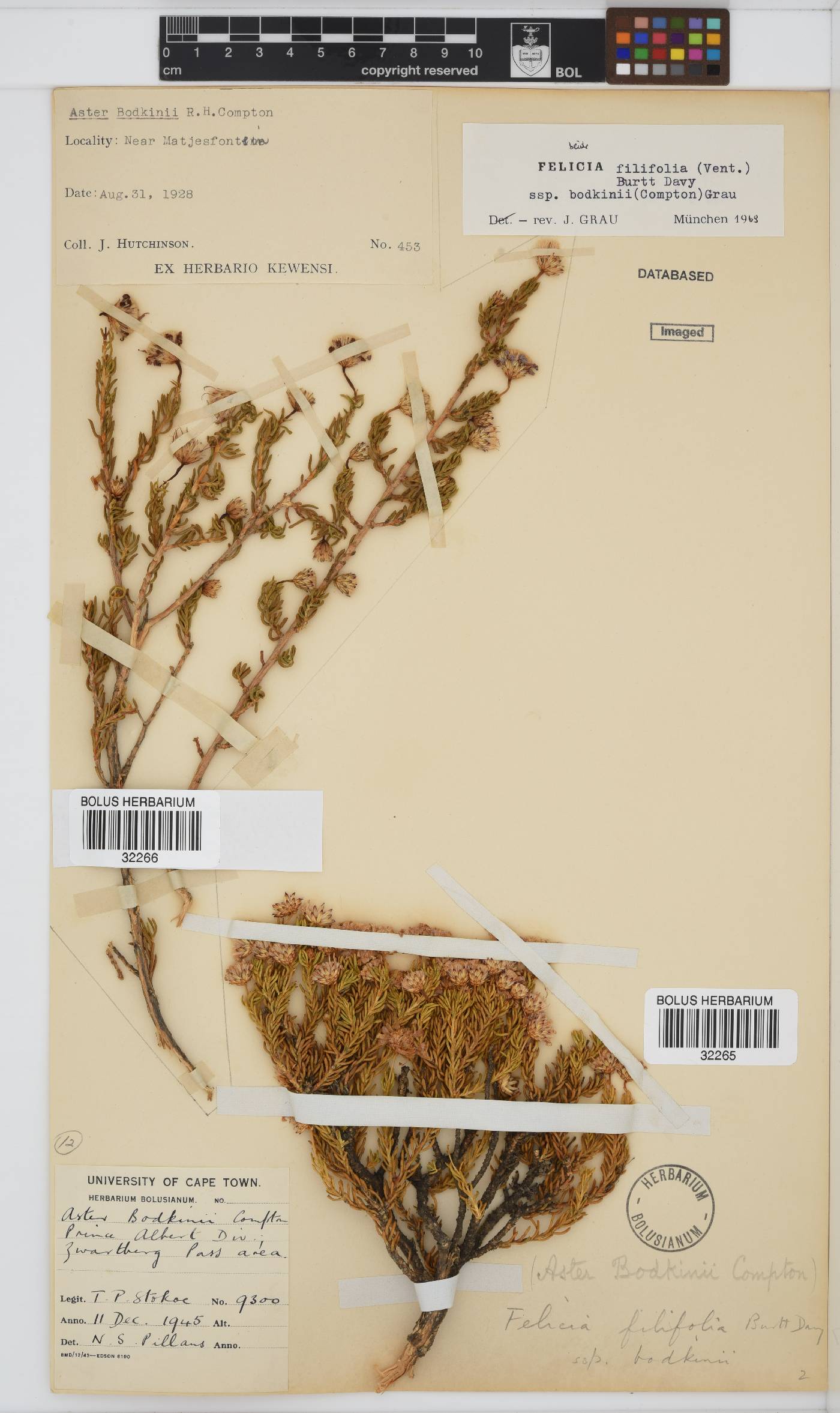 Felicia filifolia subsp. bodkinii image