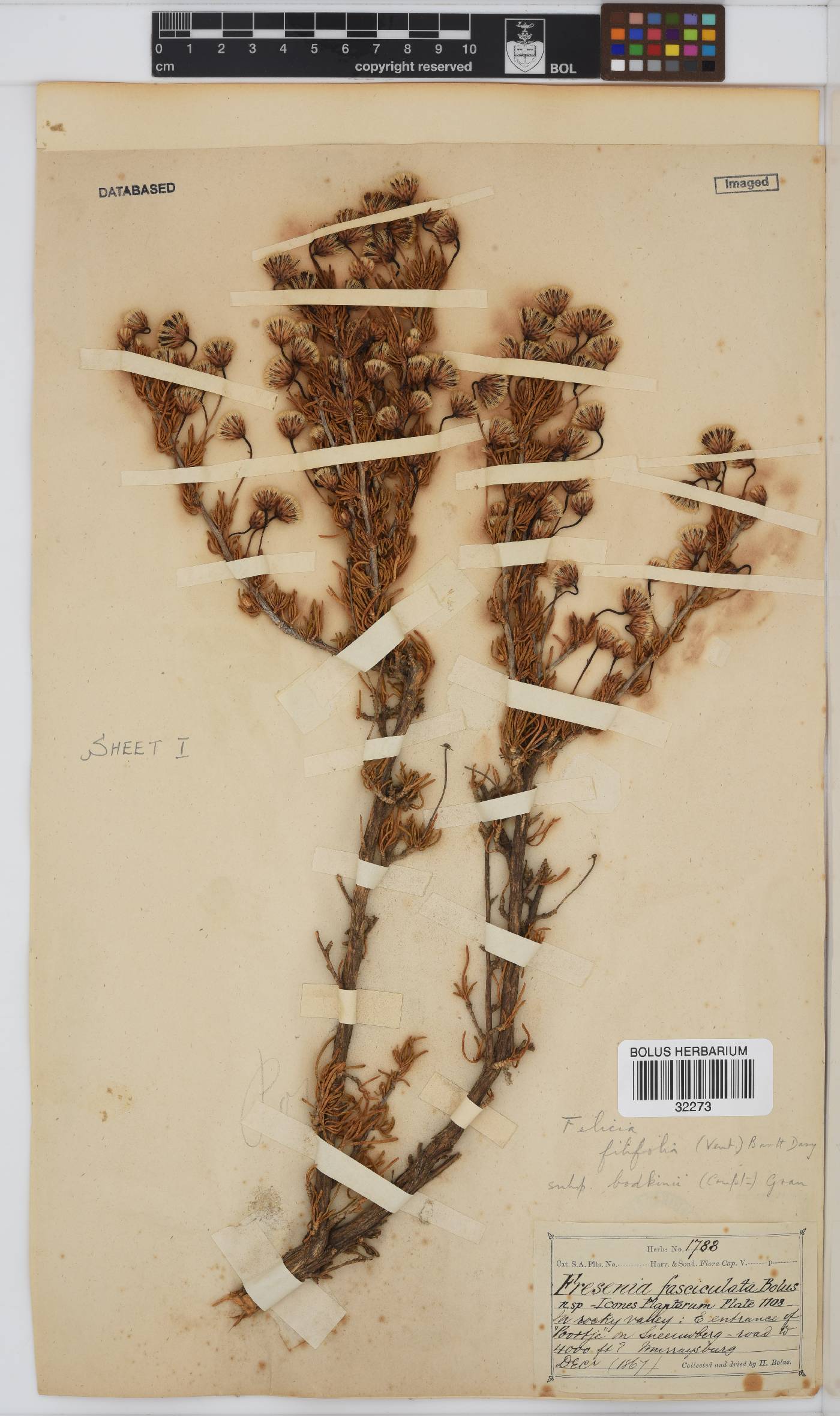 Felicia filifolia image