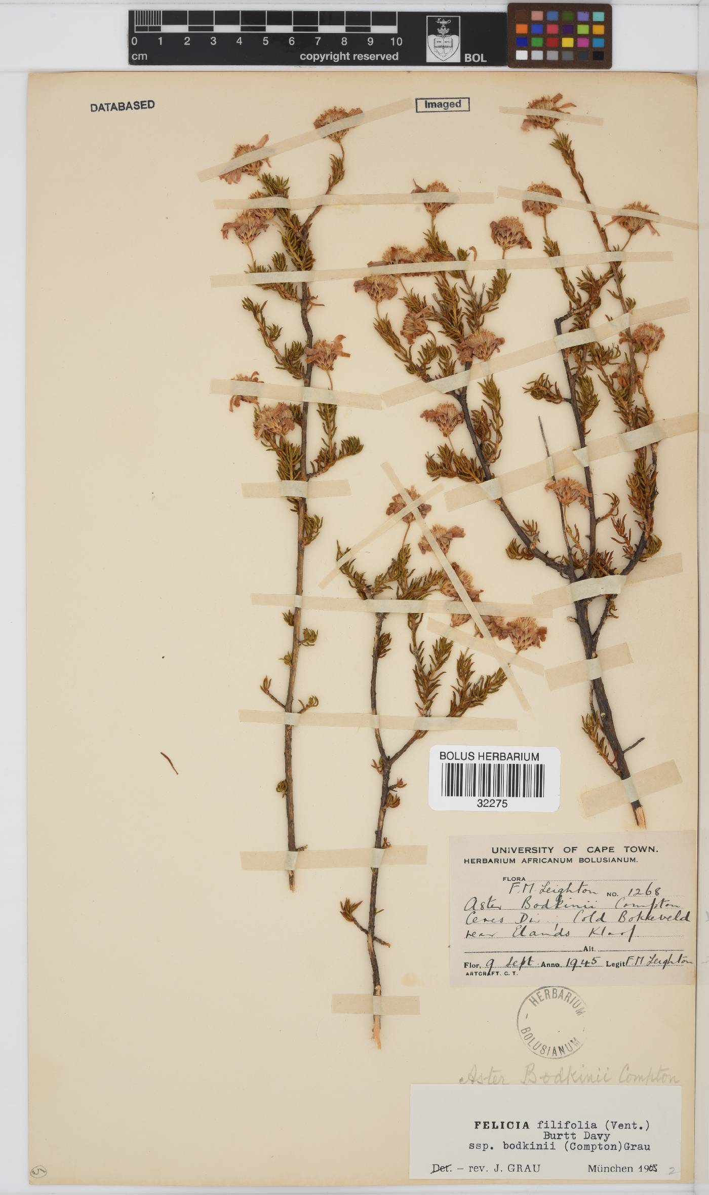 Felicia filifolia subsp. bodkinii image