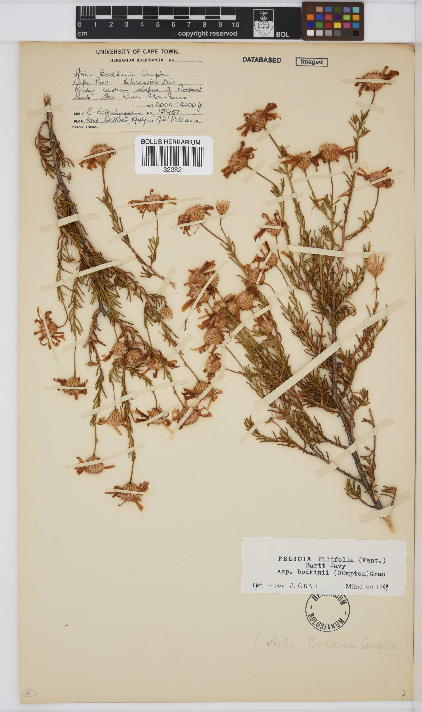 Felicia filifolia subsp. bodkinii image