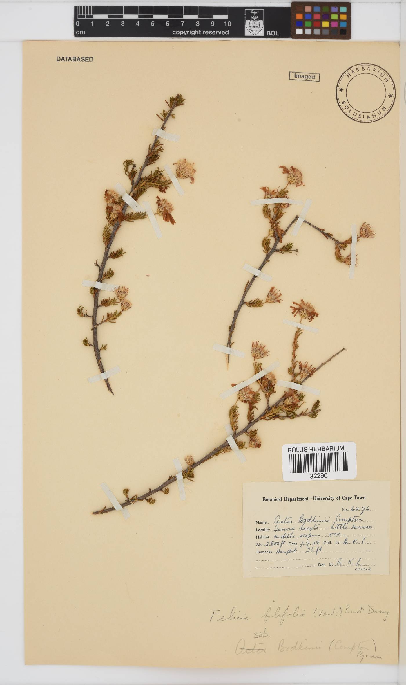 Felicia filifolia subsp. bodkinii image