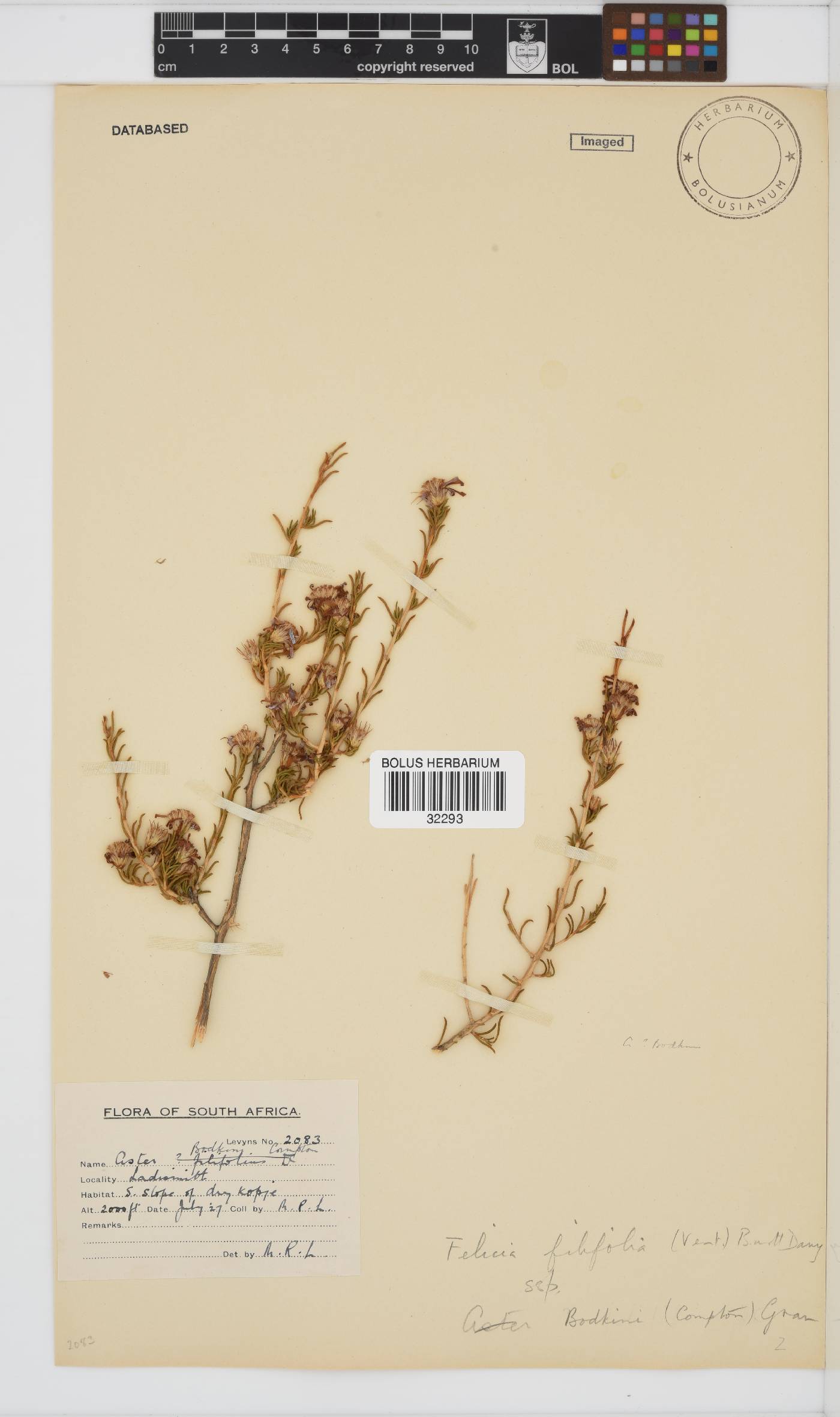 Felicia filifolia subsp. bodkinii image