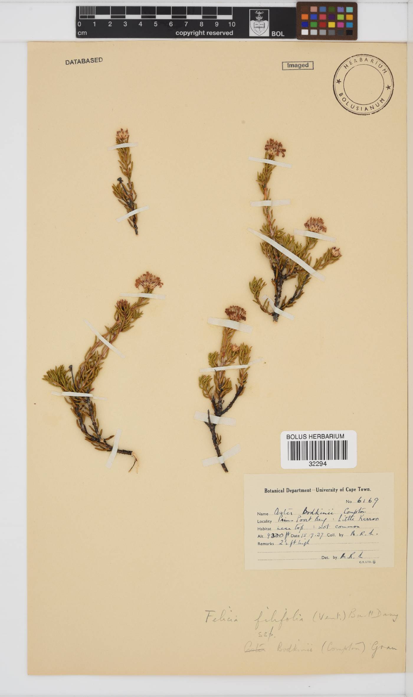 Felicia filifolia subsp. bodkinii image