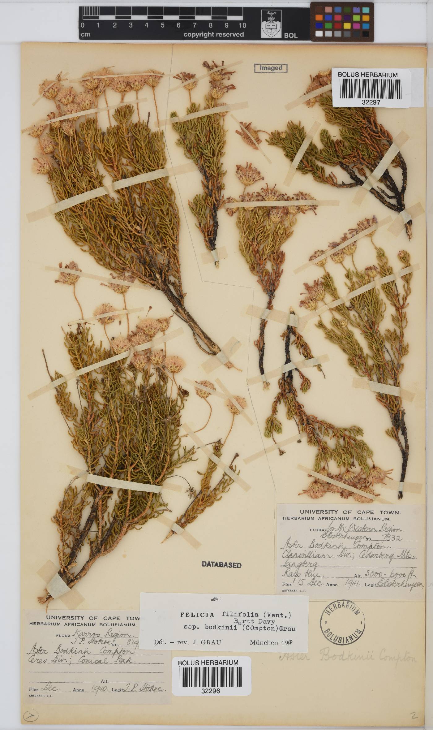 Felicia filifolia subsp. bodkinii image