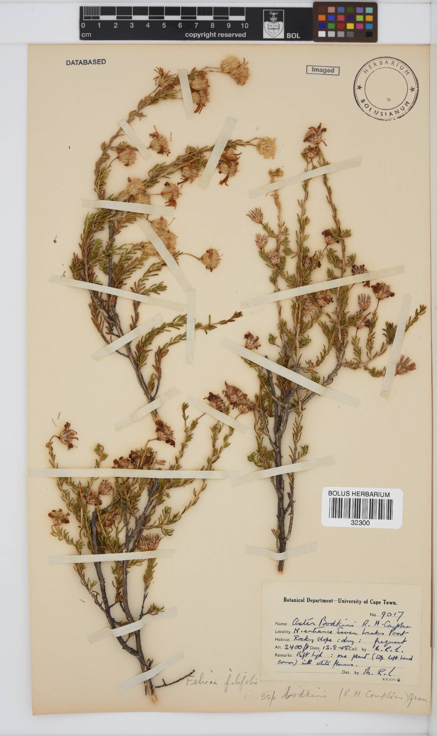 Felicia filifolia subsp. bodkinii image