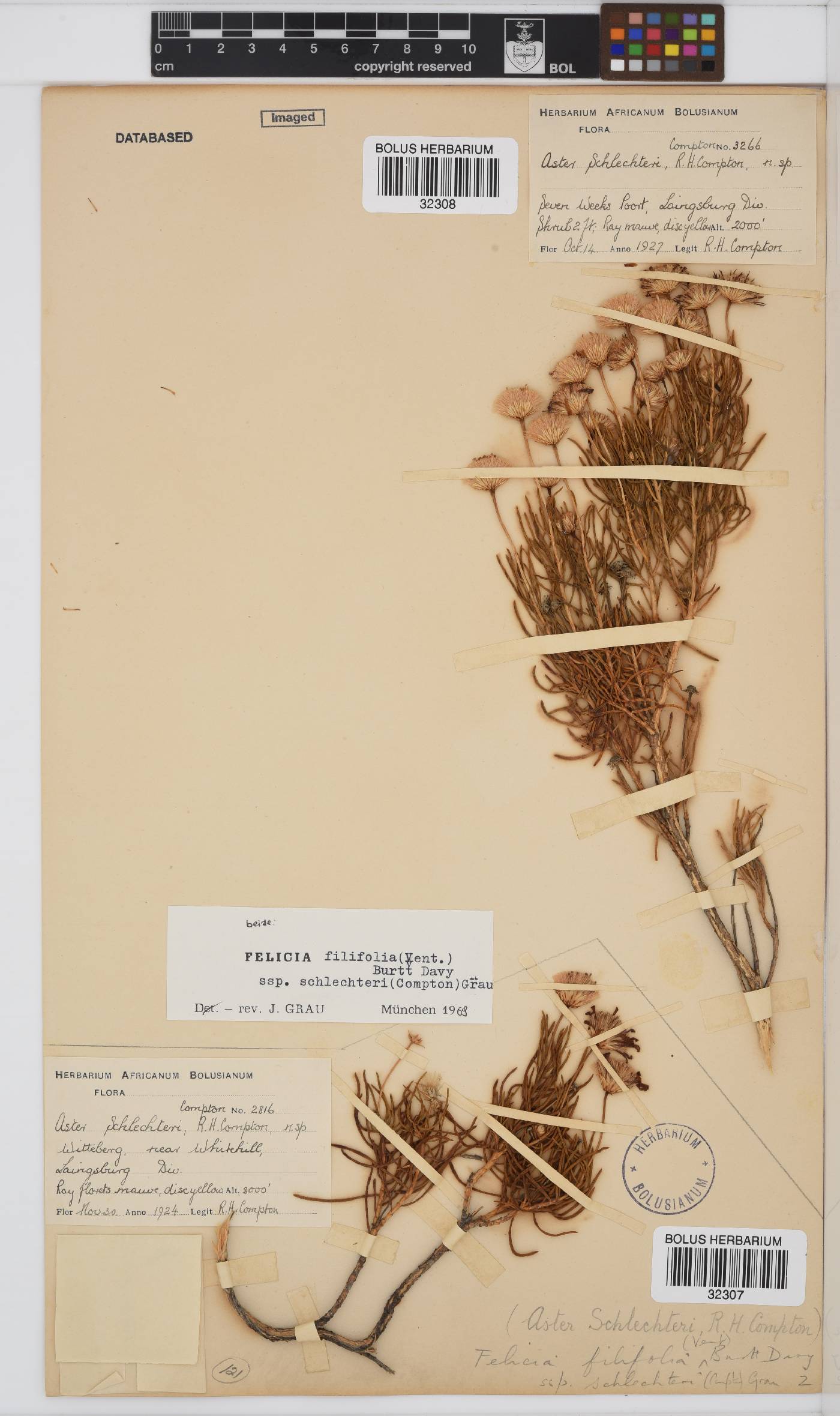 Felicia filifolia subsp. schlechteri image