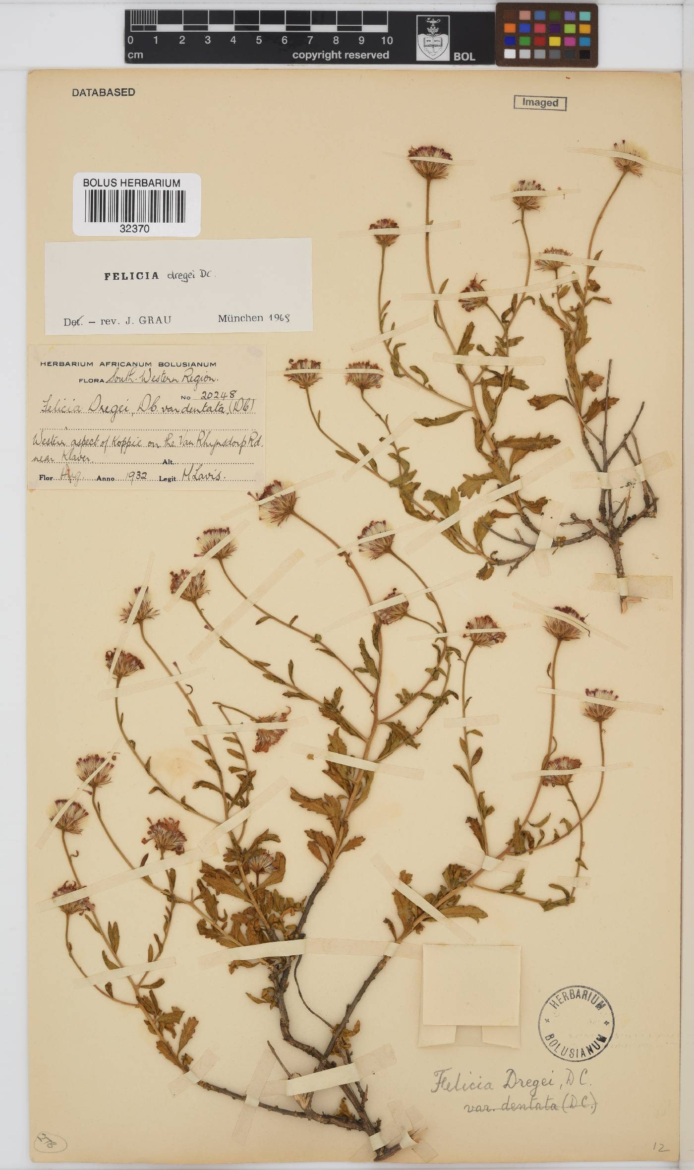 Felicia dregei image