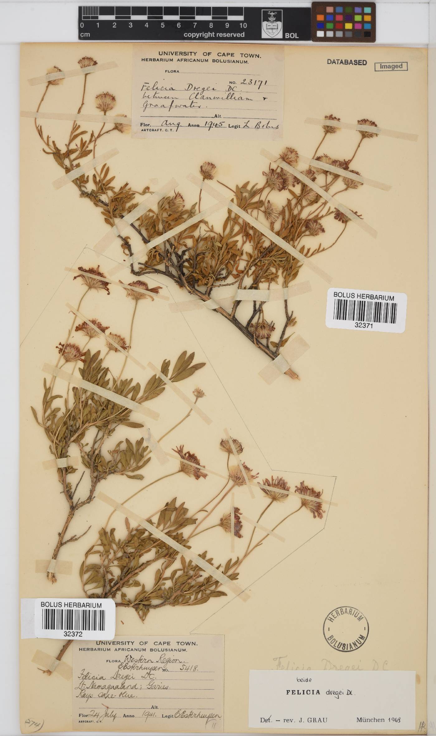 Felicia dregei image