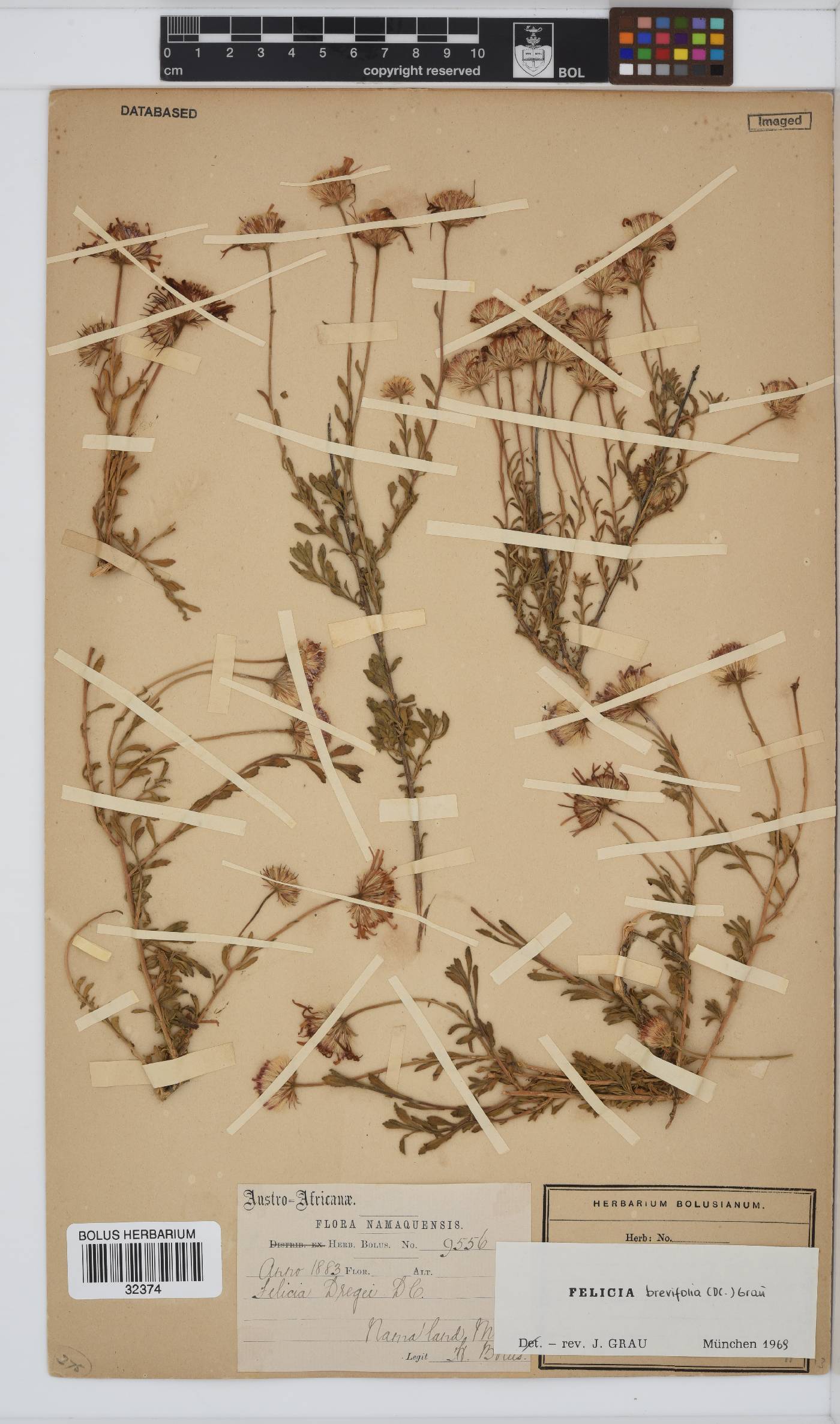 Felicia brevifolia image