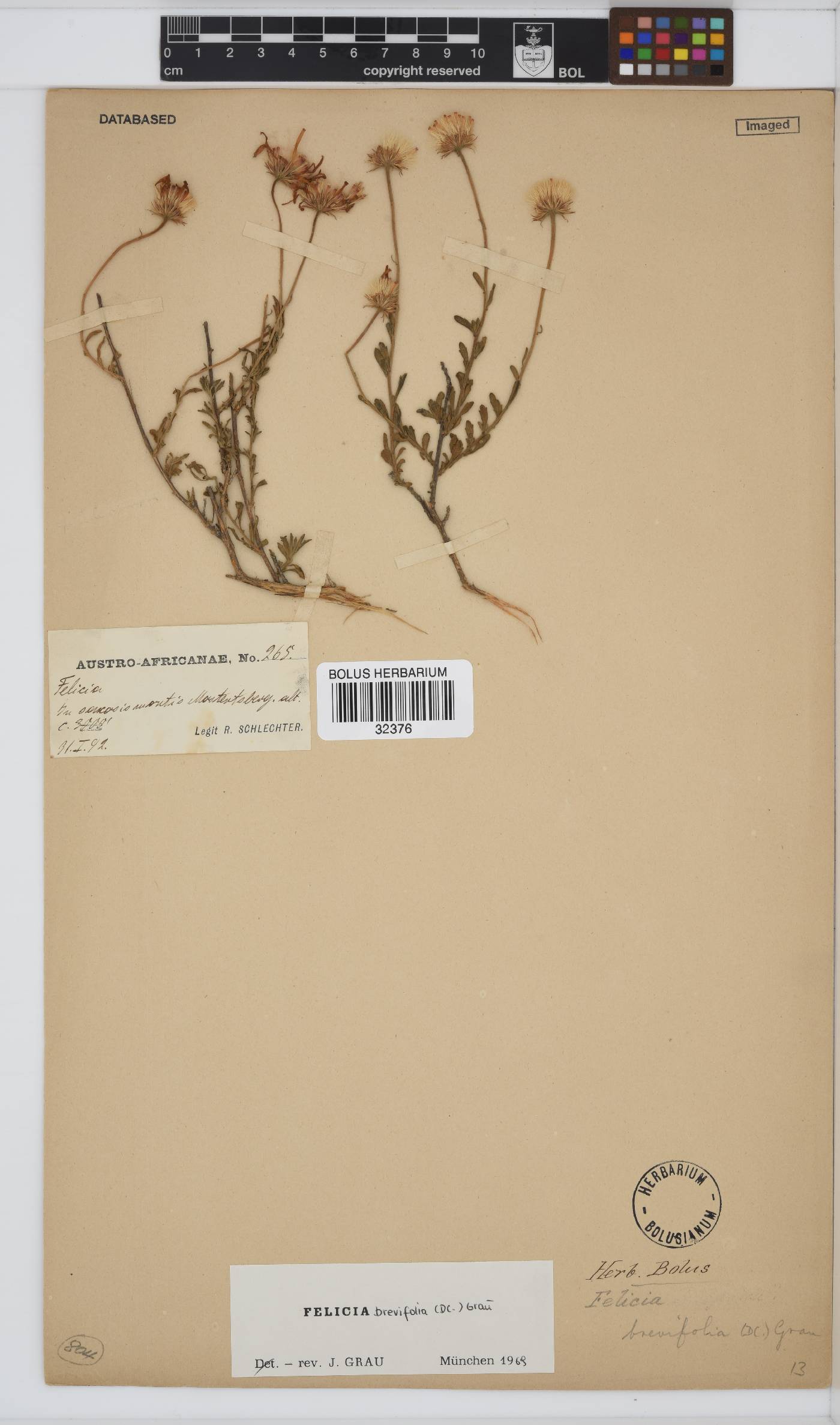 Felicia brevifolia image
