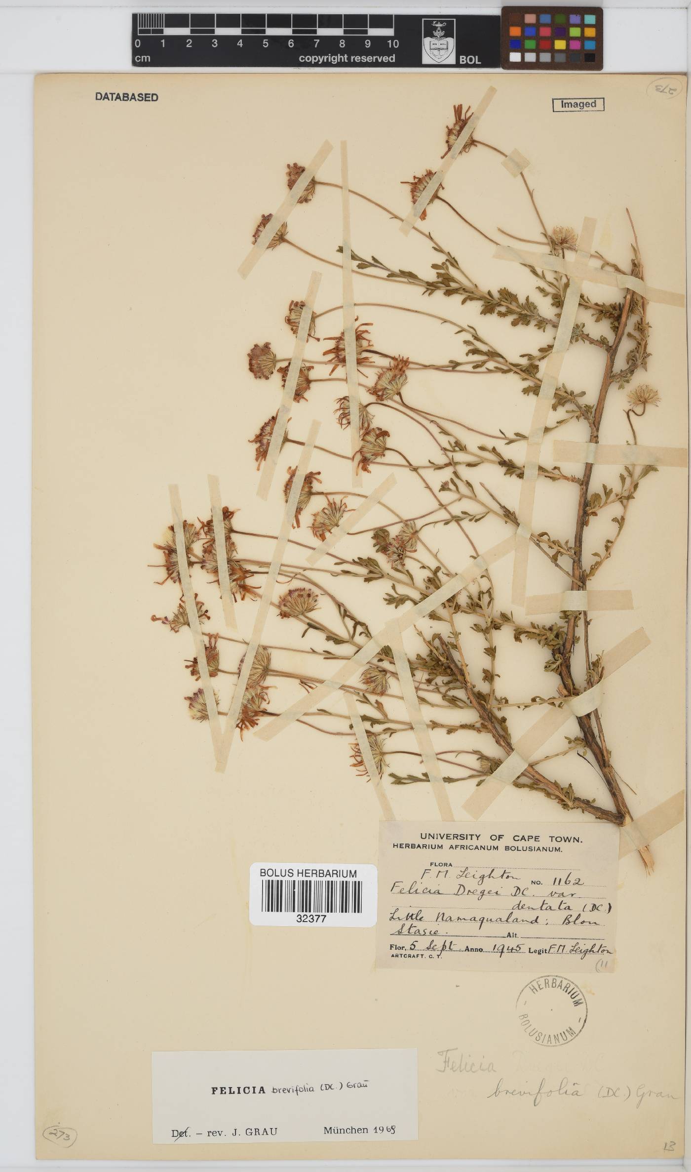 Felicia brevifolia image
