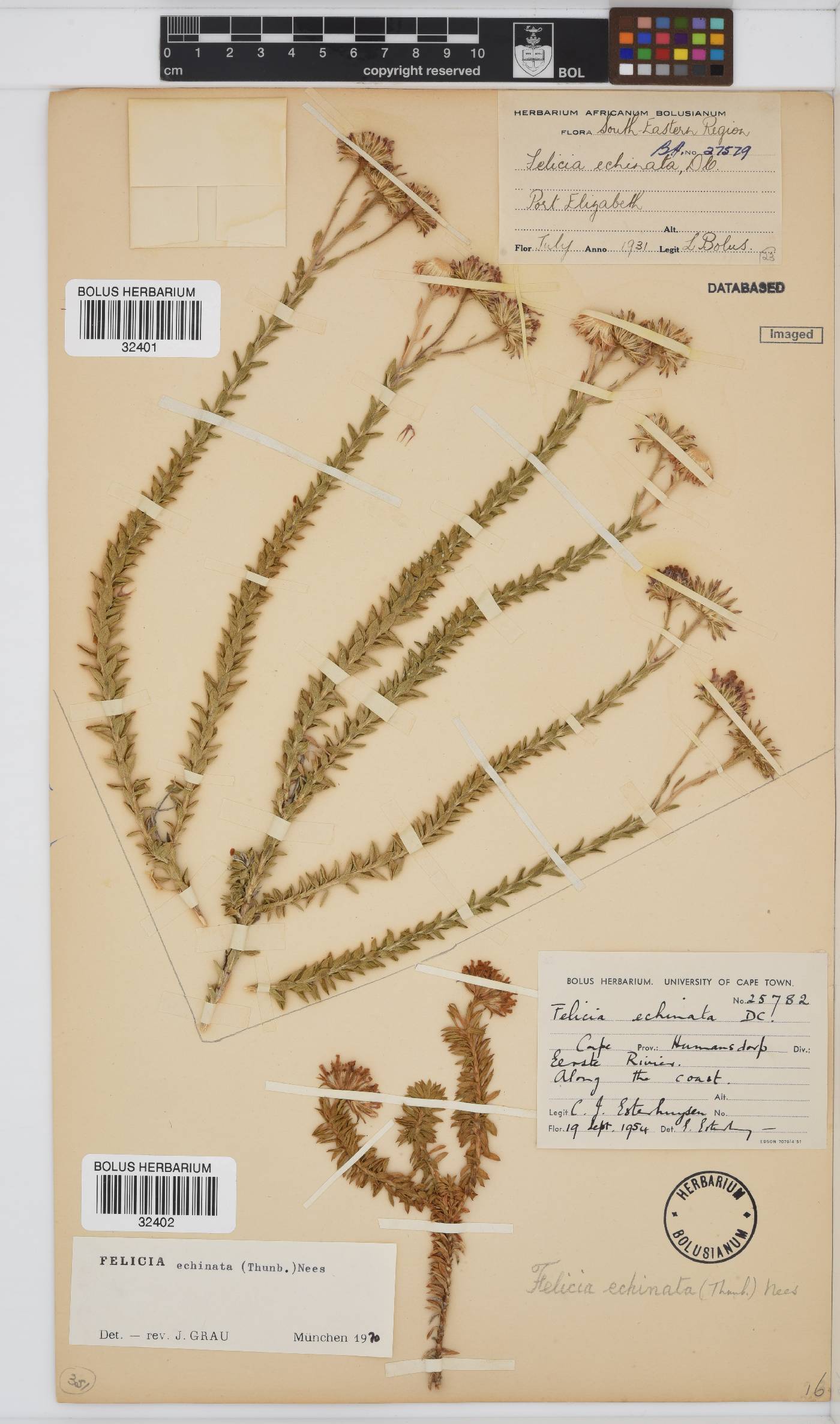 Felicia echinata image