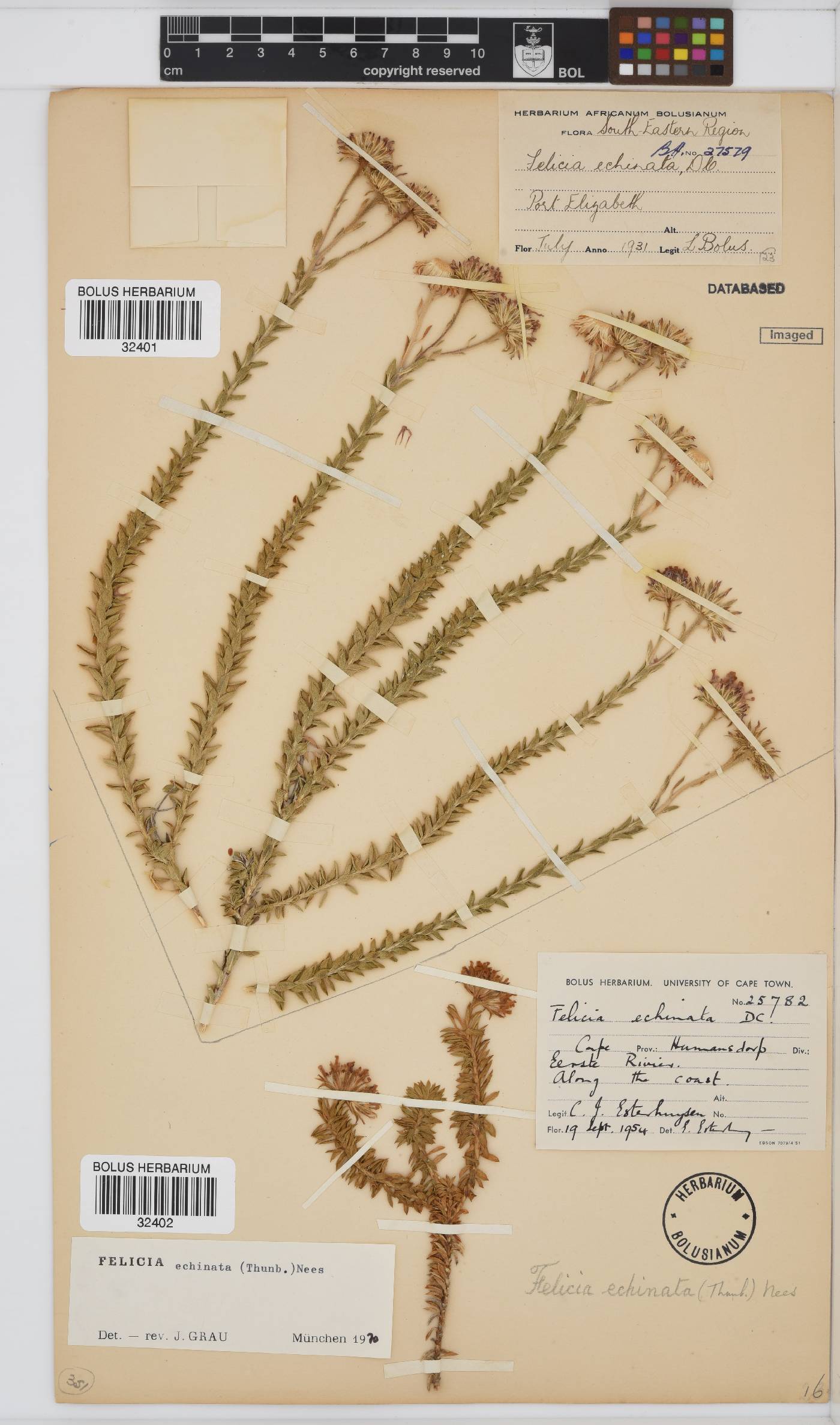 Felicia echinata image