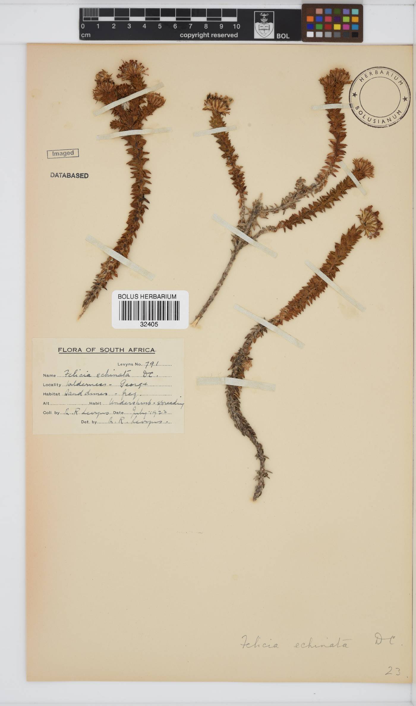 Felicia echinata image
