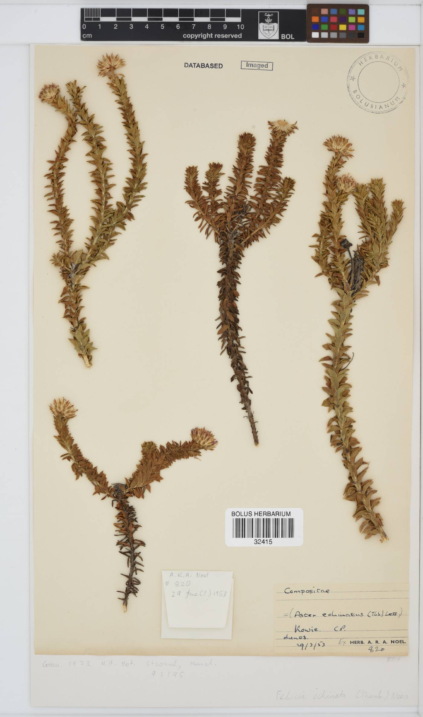 Felicia echinata image