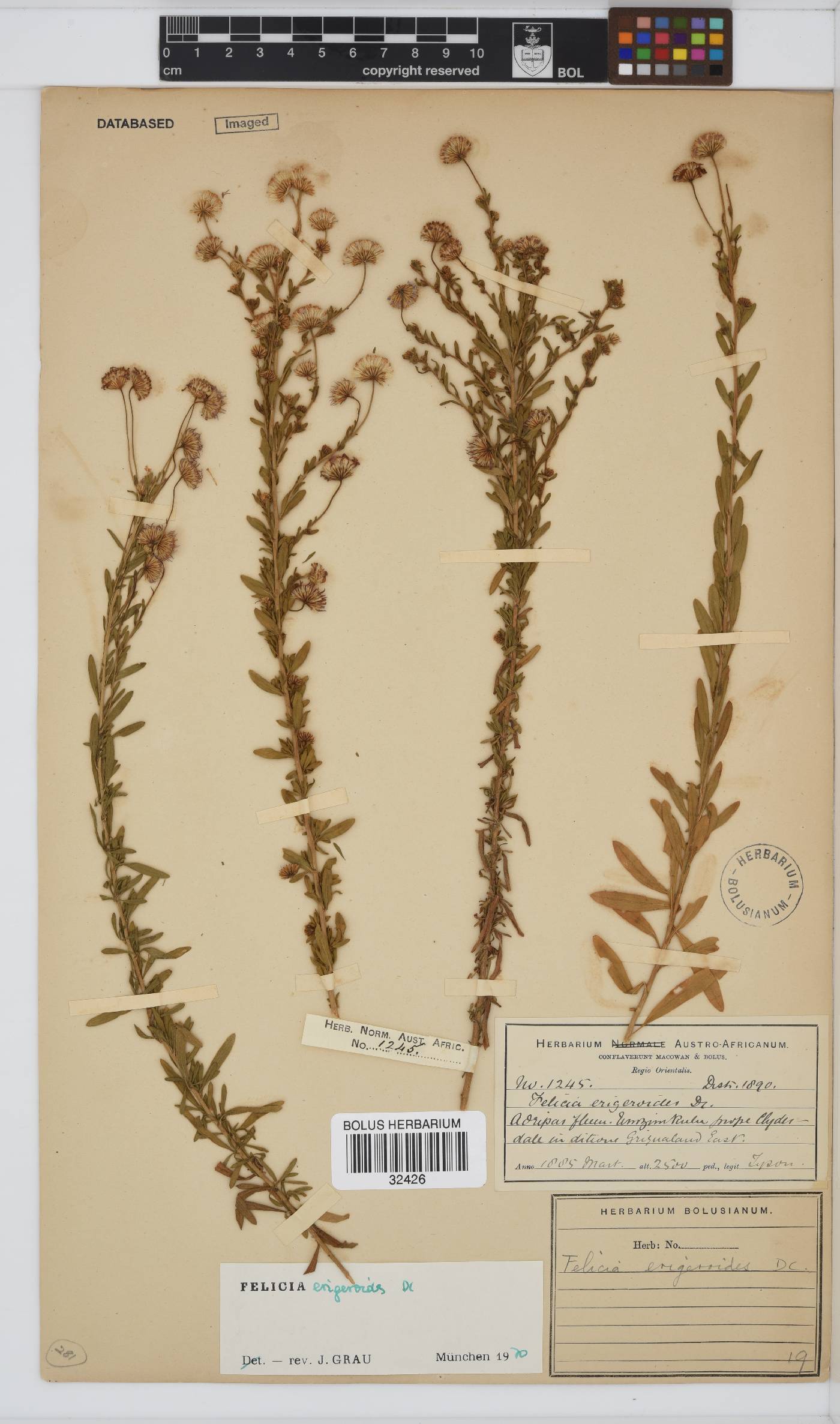 Felicia erigeroides image