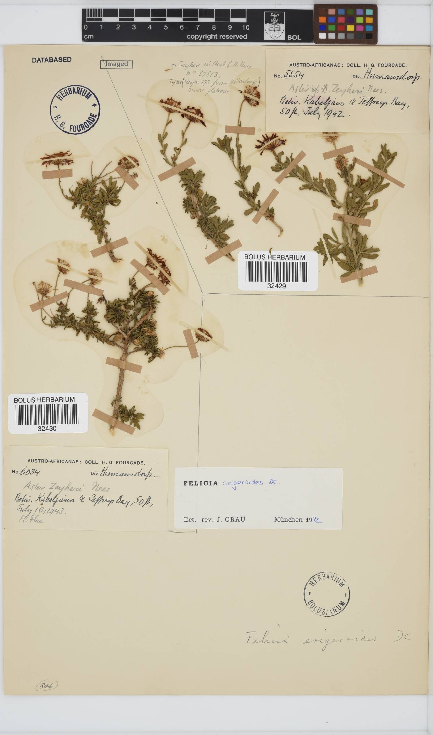Felicia erigeroides image