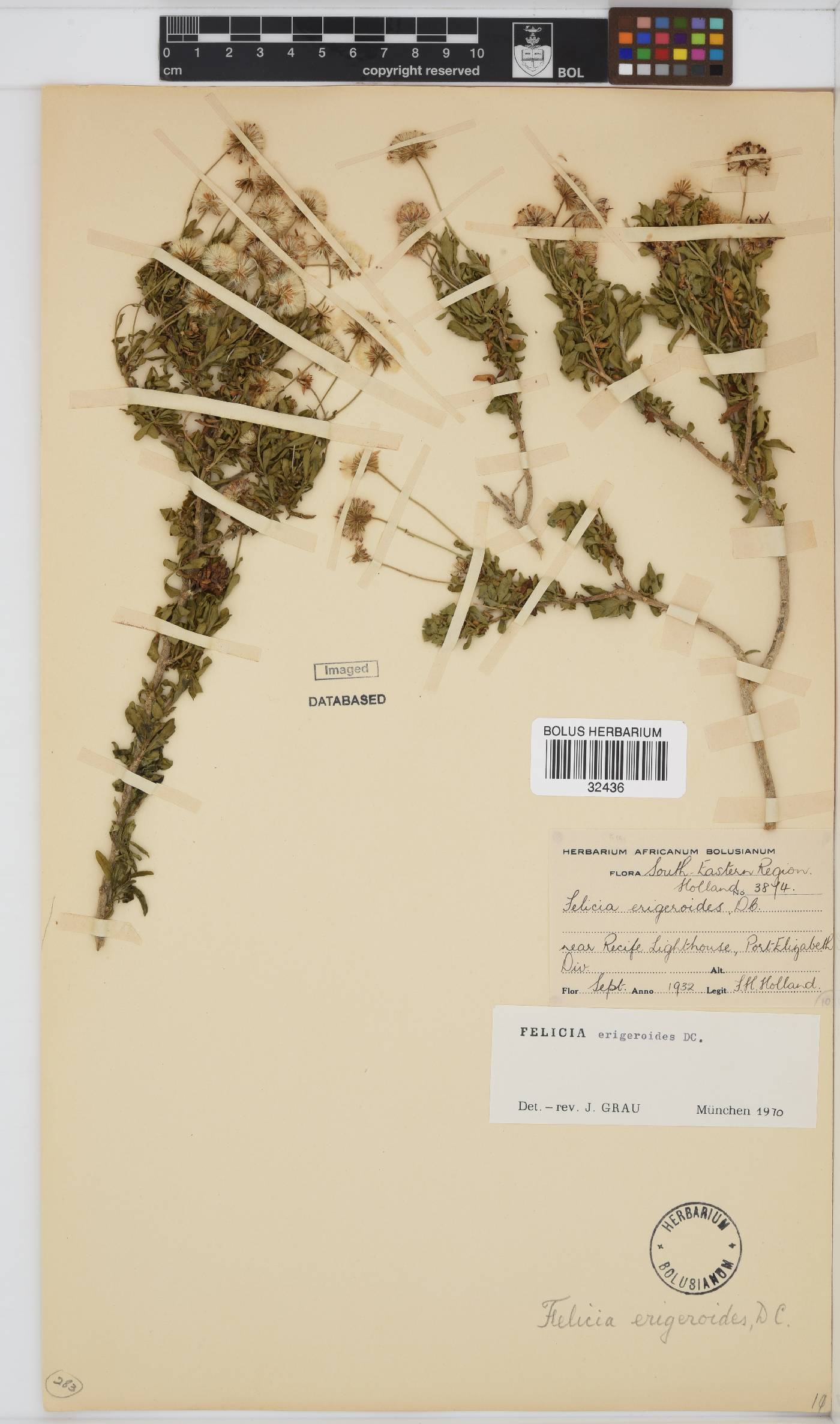 Felicia erigeroides image