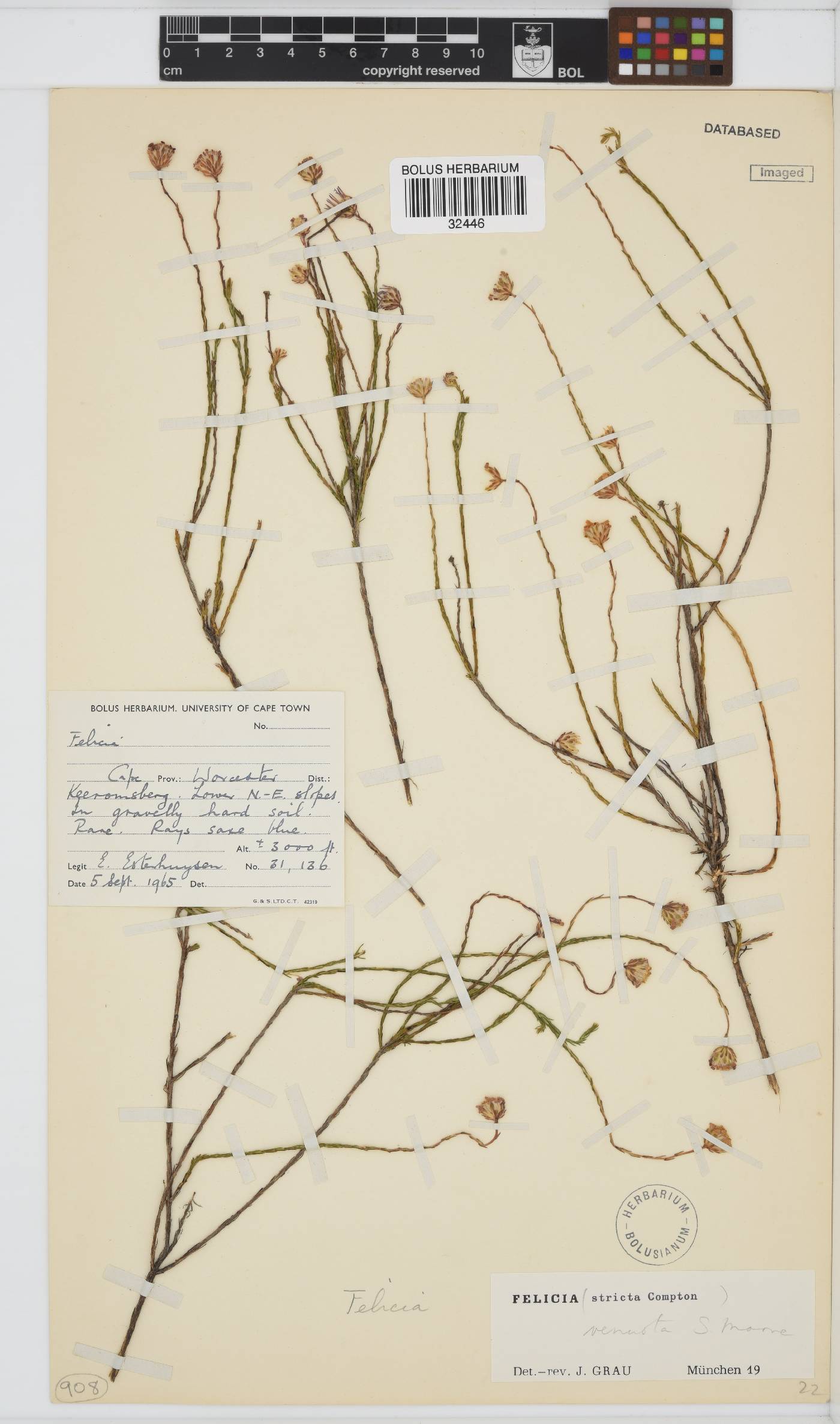 Felicia venusta image