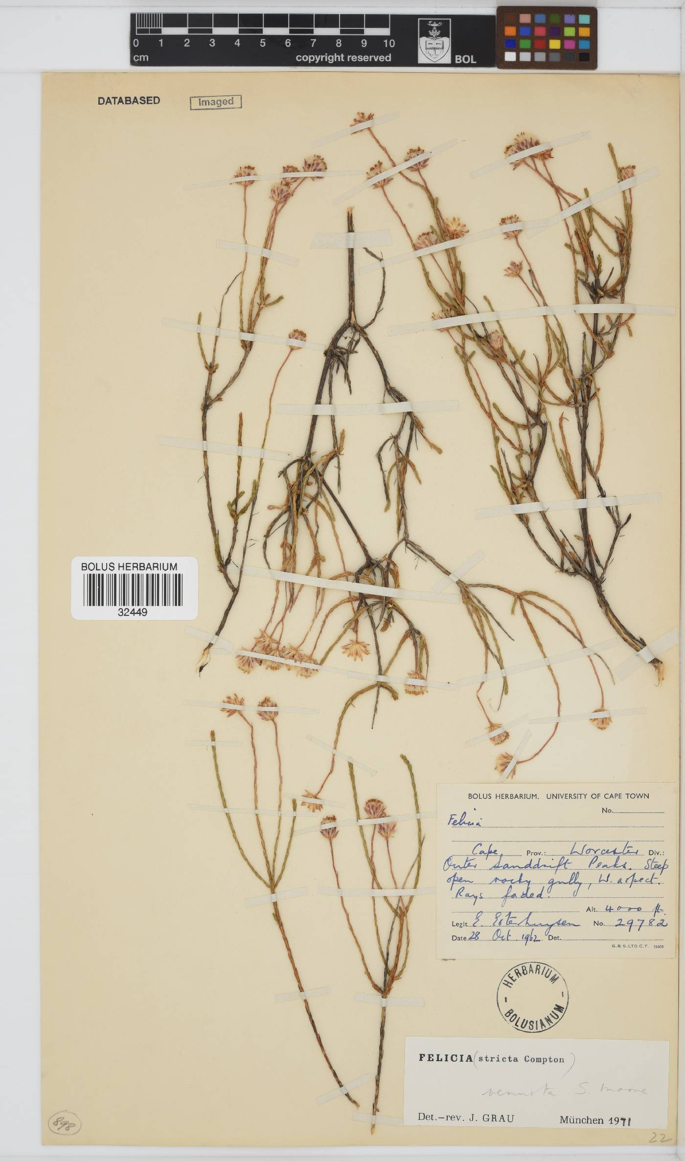 Felicia venusta image