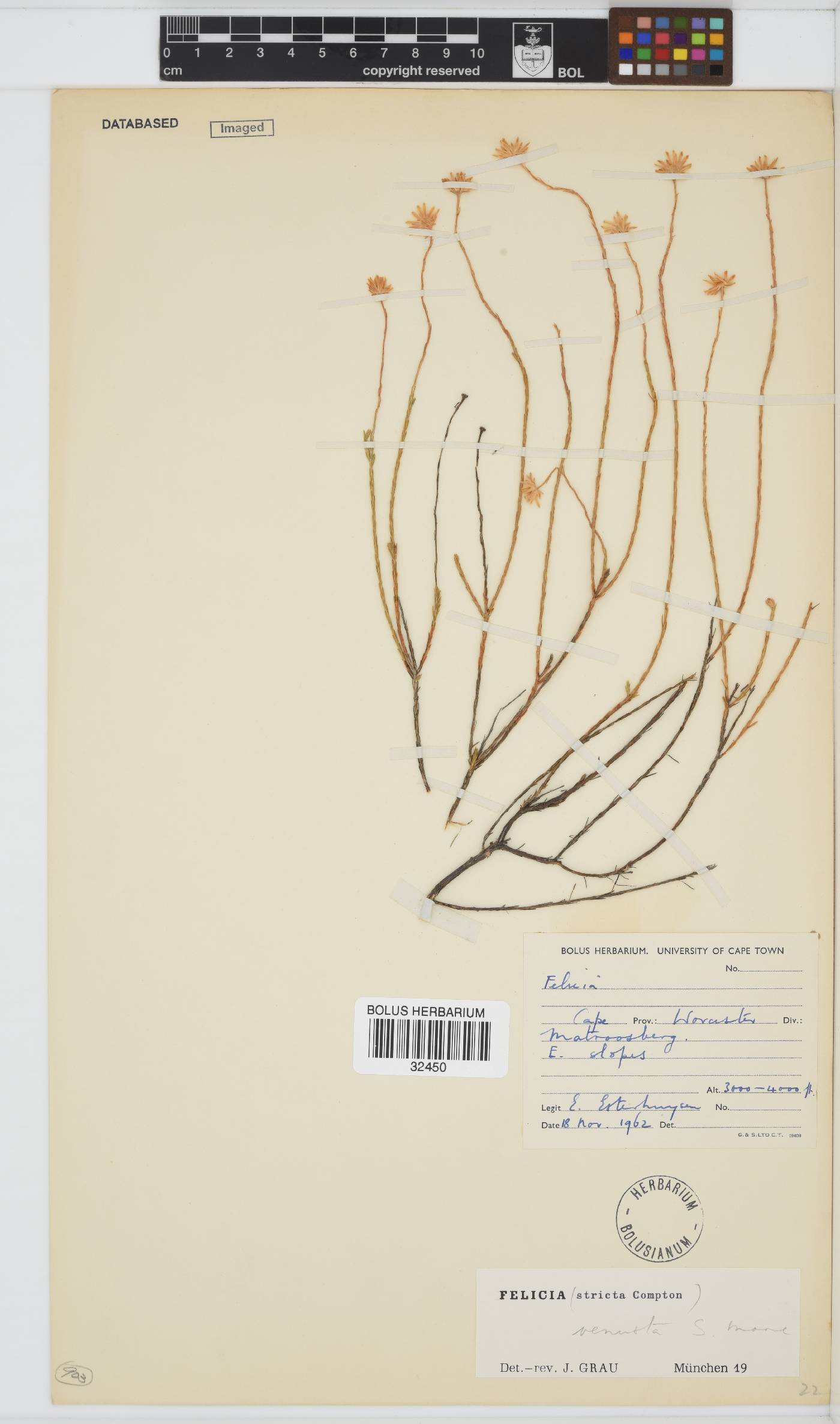 Felicia venusta image