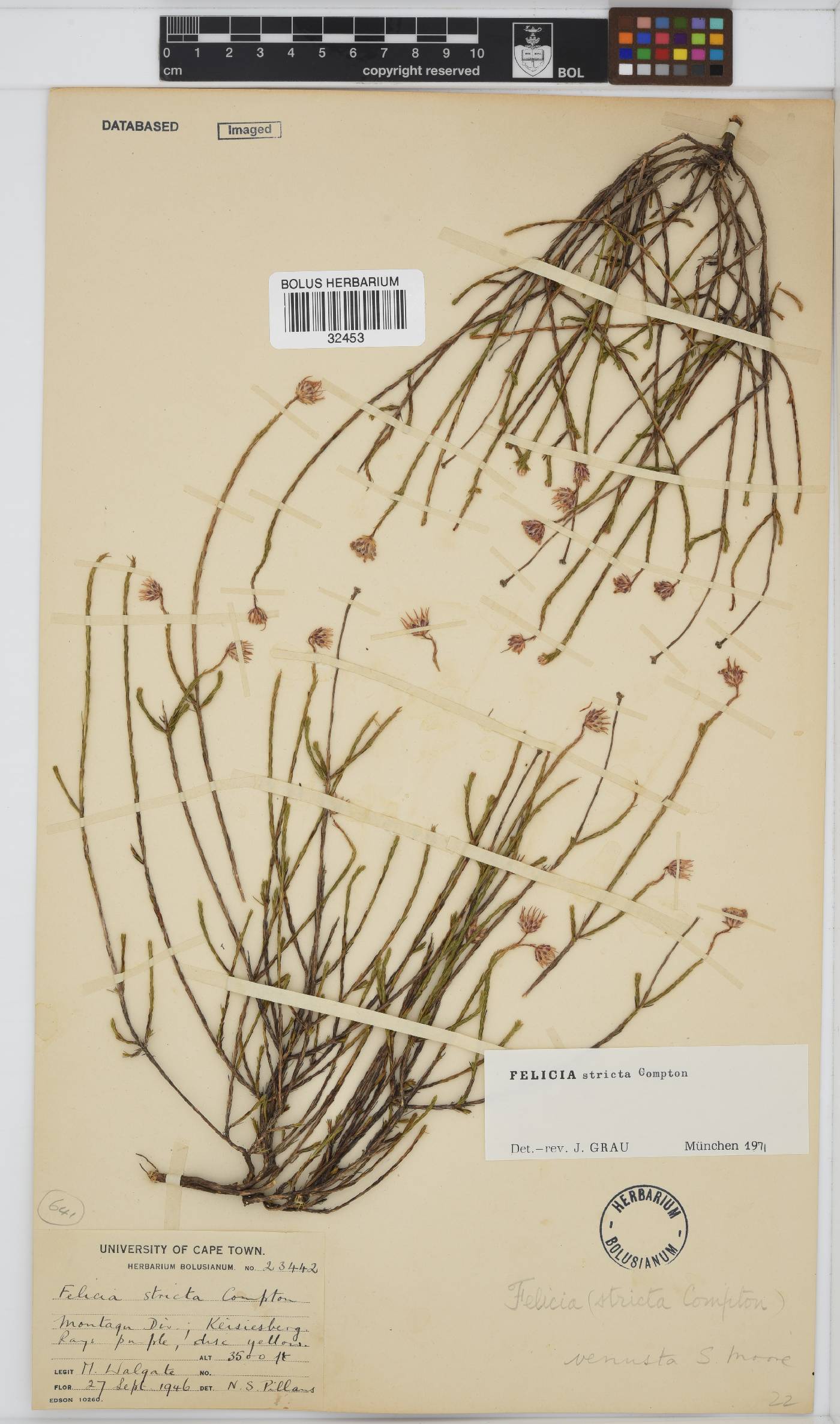 Felicia venusta image