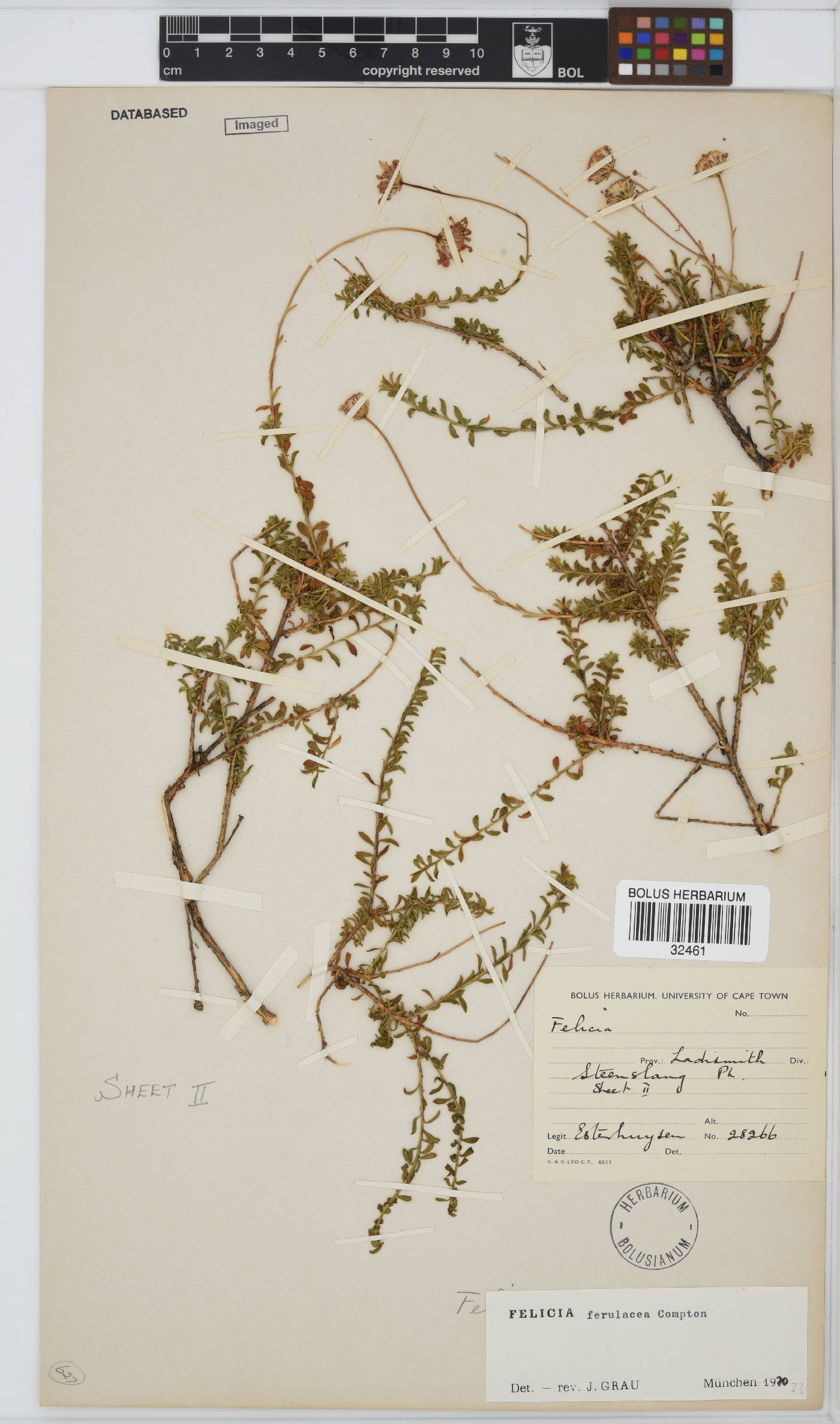 Felicia ferulacea image