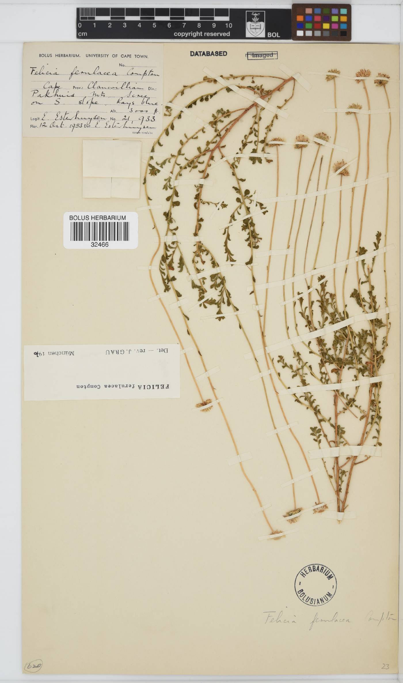 Felicia ferulacea image