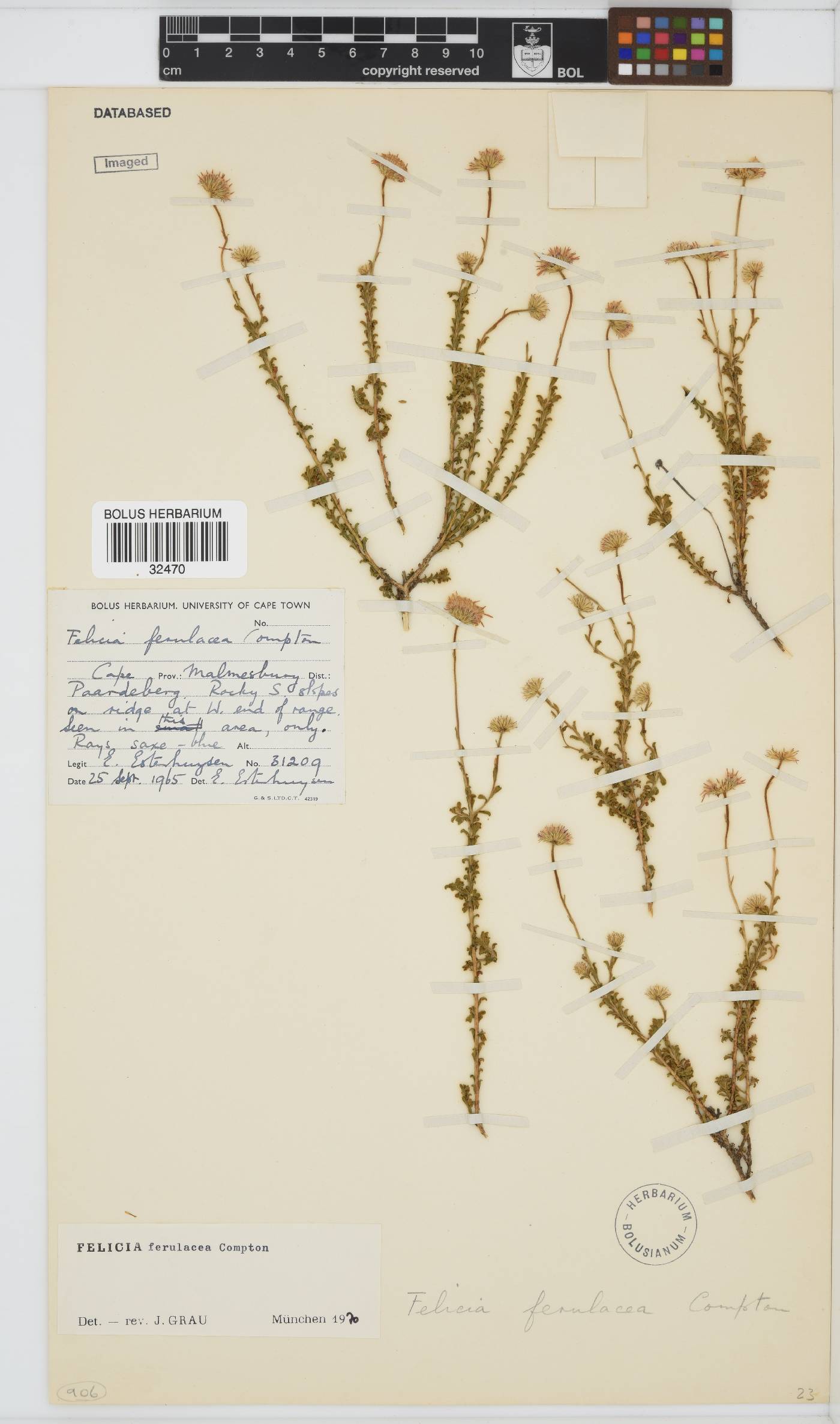 Felicia ferulacea image