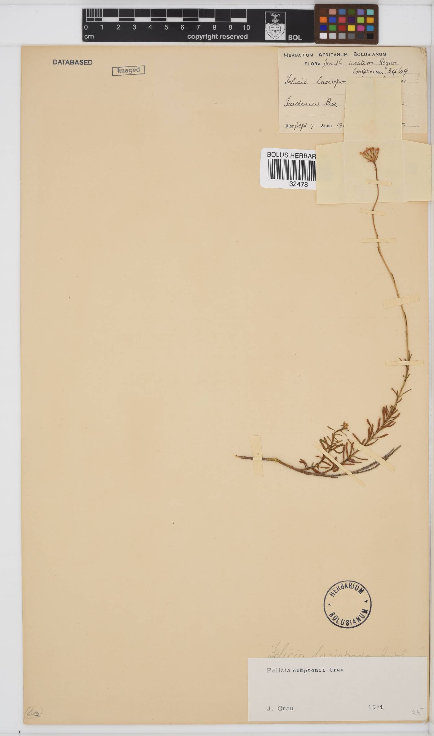 Felicia comptonii image