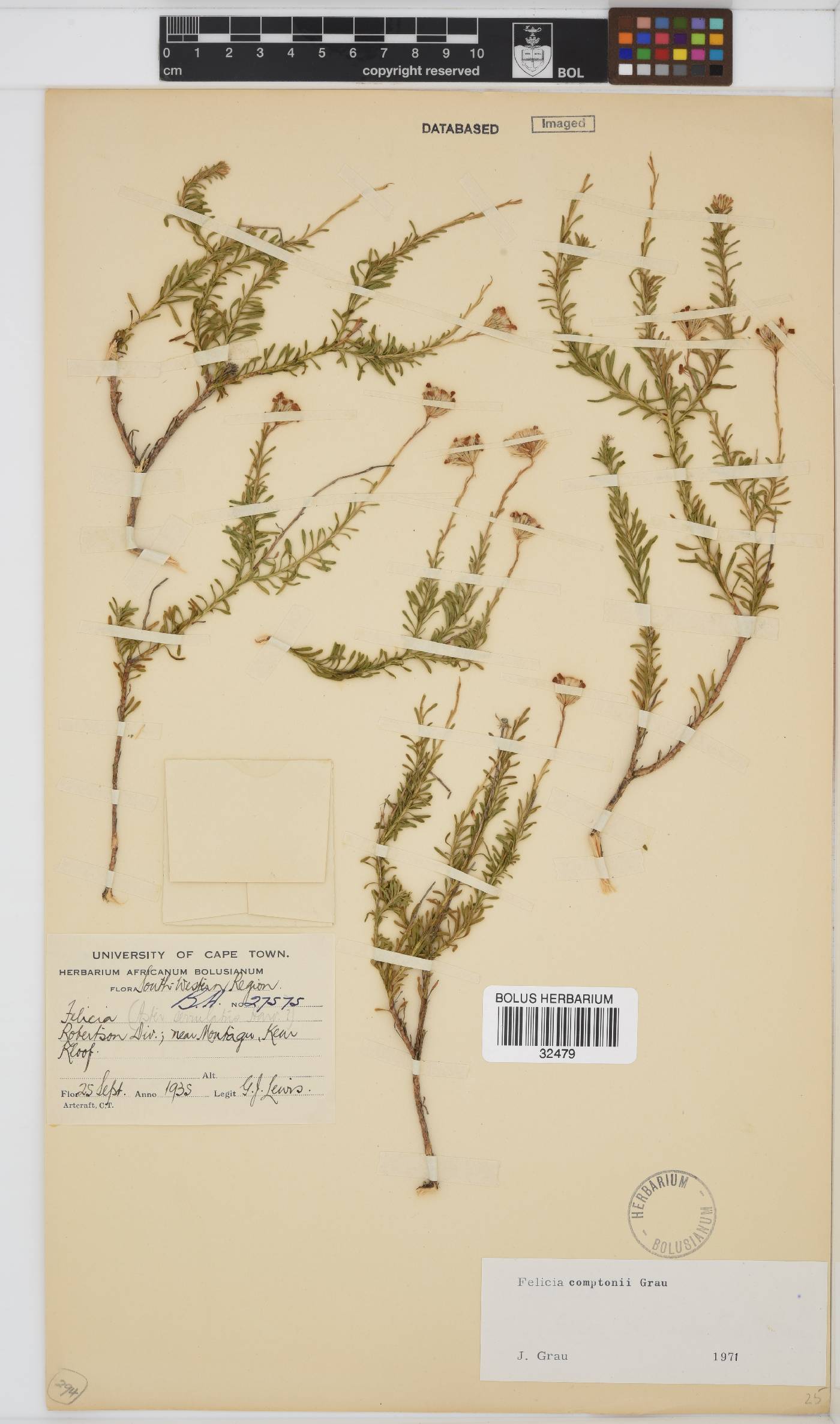 Felicia comptonii image