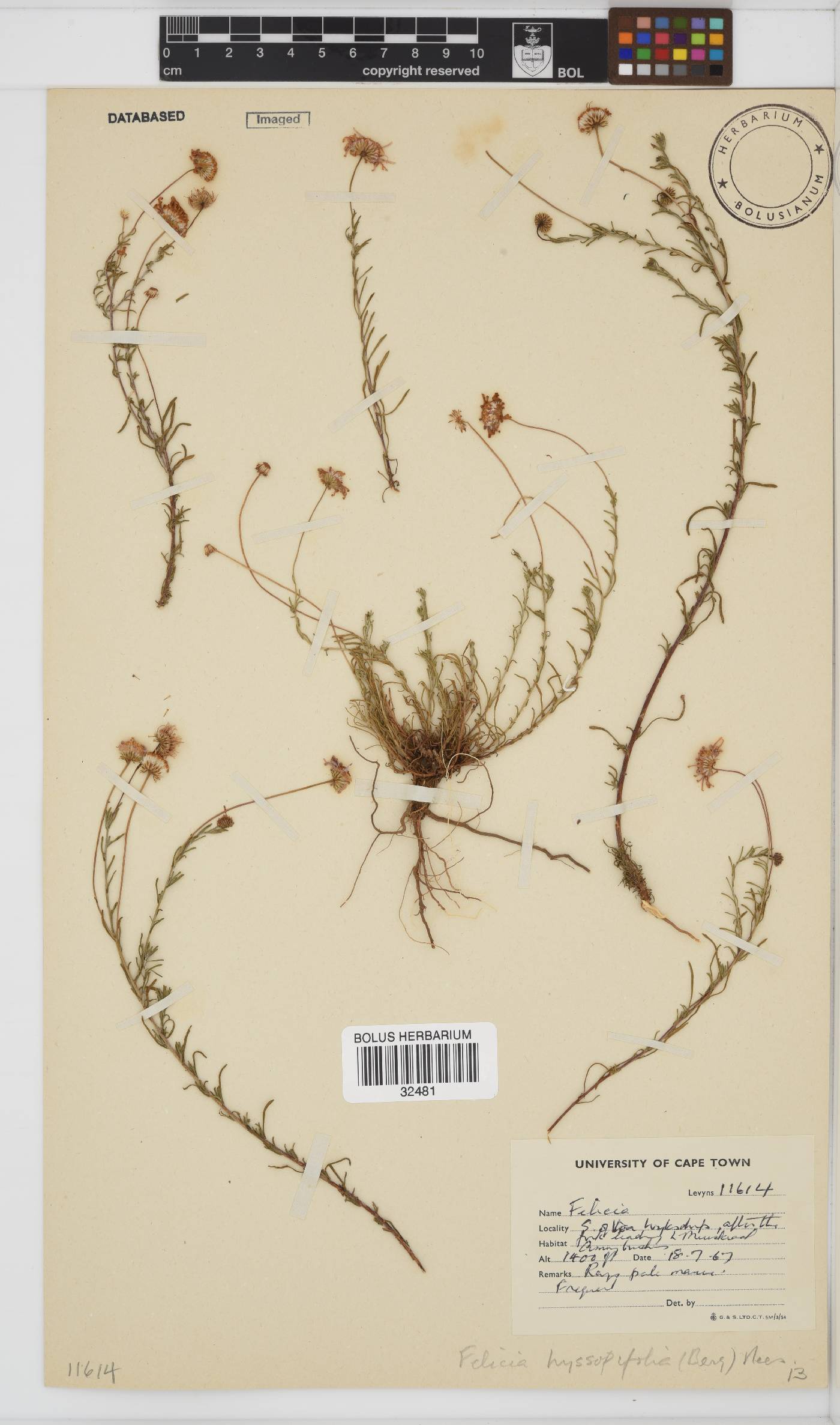 Felicia hyssopifolia image