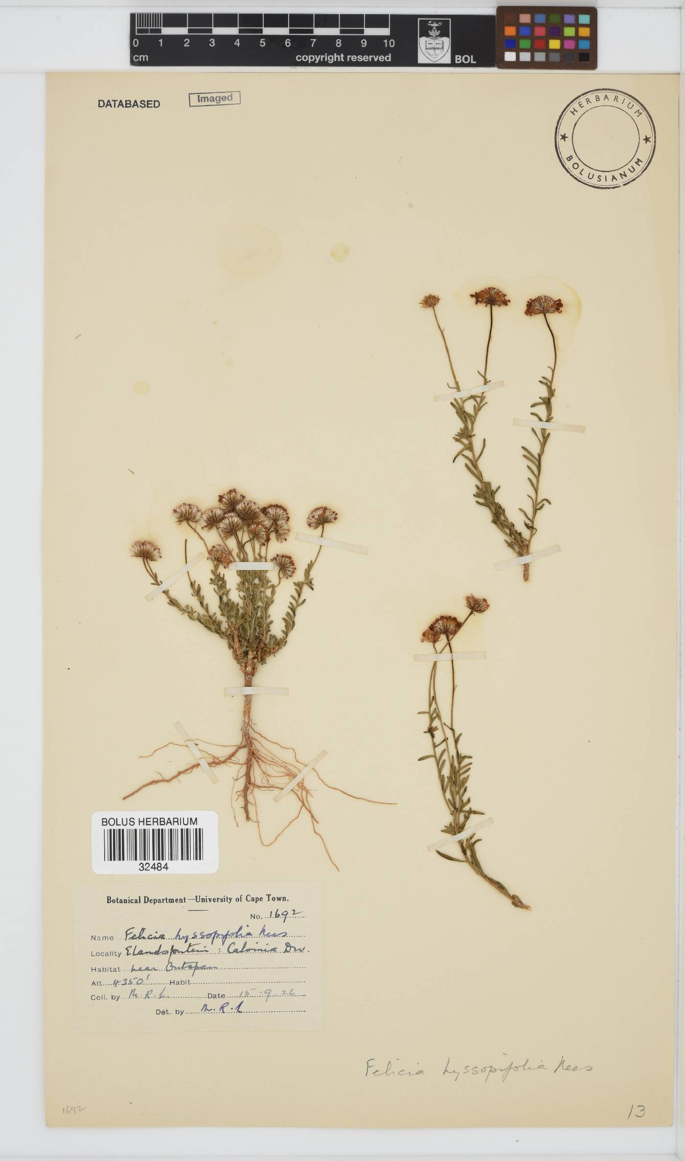 Felicia hyssopifolia subsp. hyssopifolia image