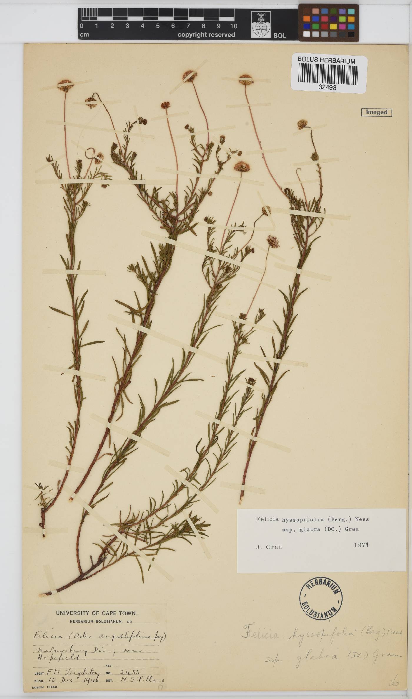 Felicia hyssopifolia subsp. glabra image