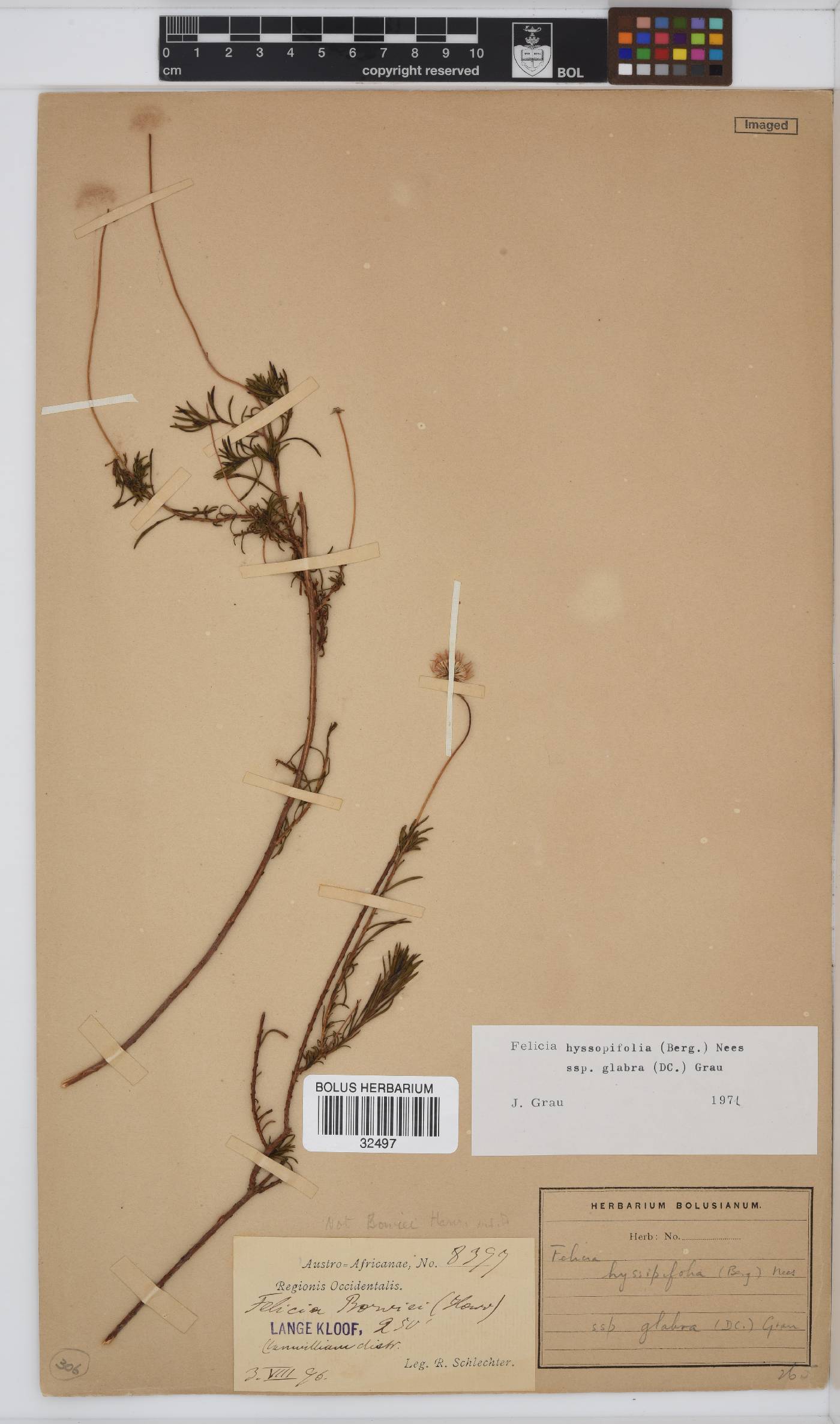 Felicia hyssopifolia subsp. glabra image