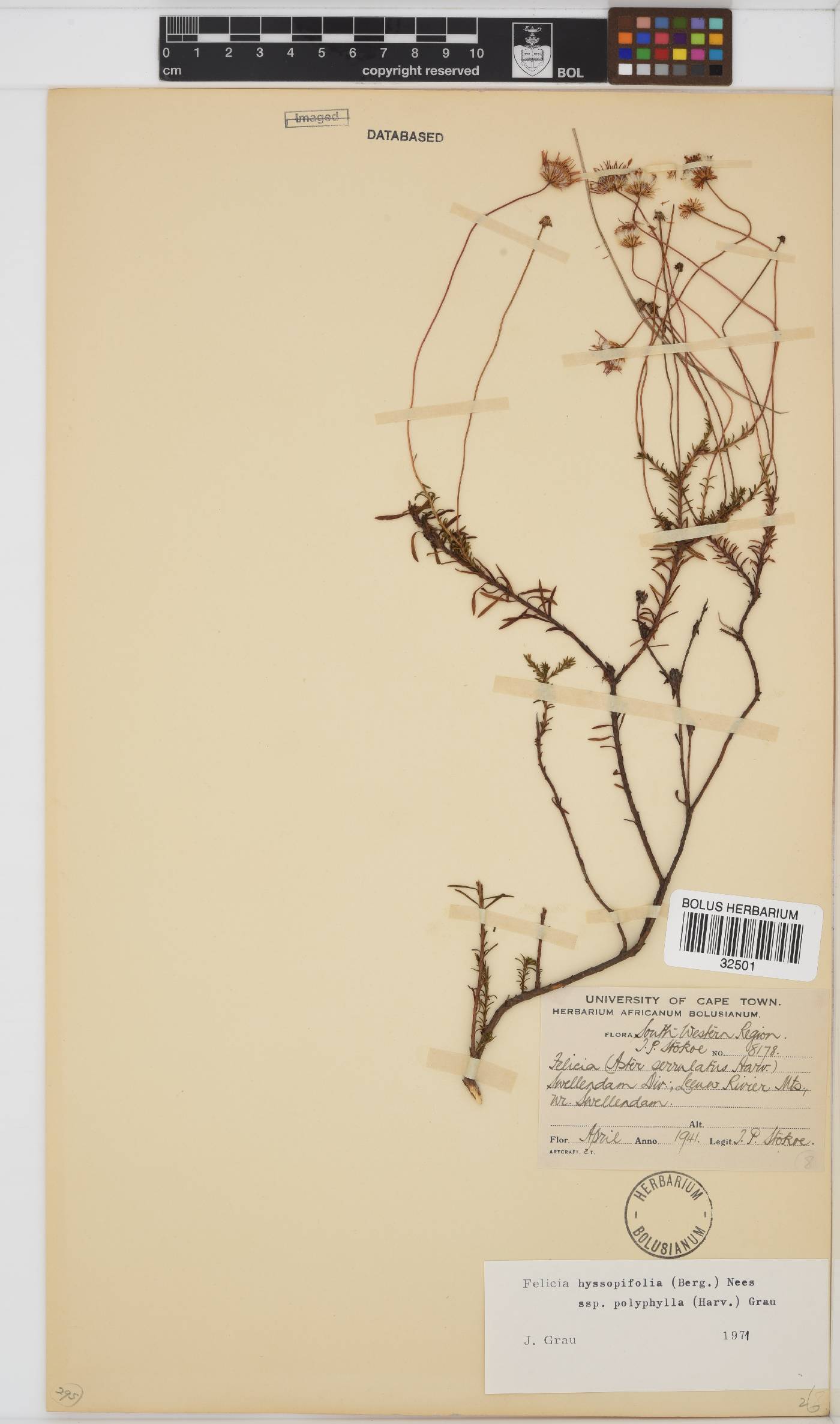 Felicia hyssopifolia subsp. polyphylla image