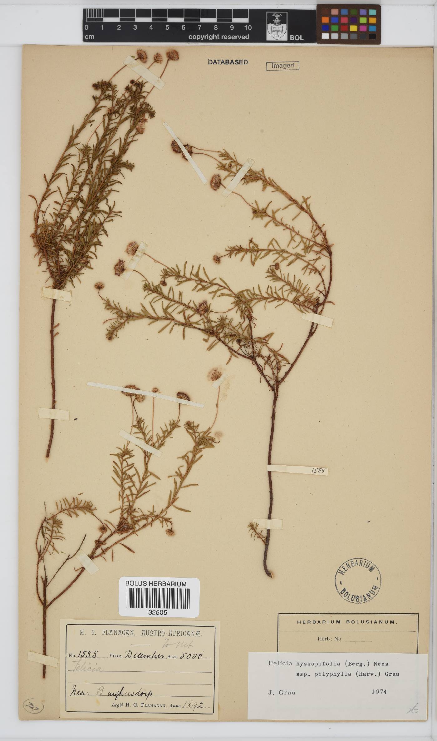 Felicia hyssopifolia subsp. polyphylla image