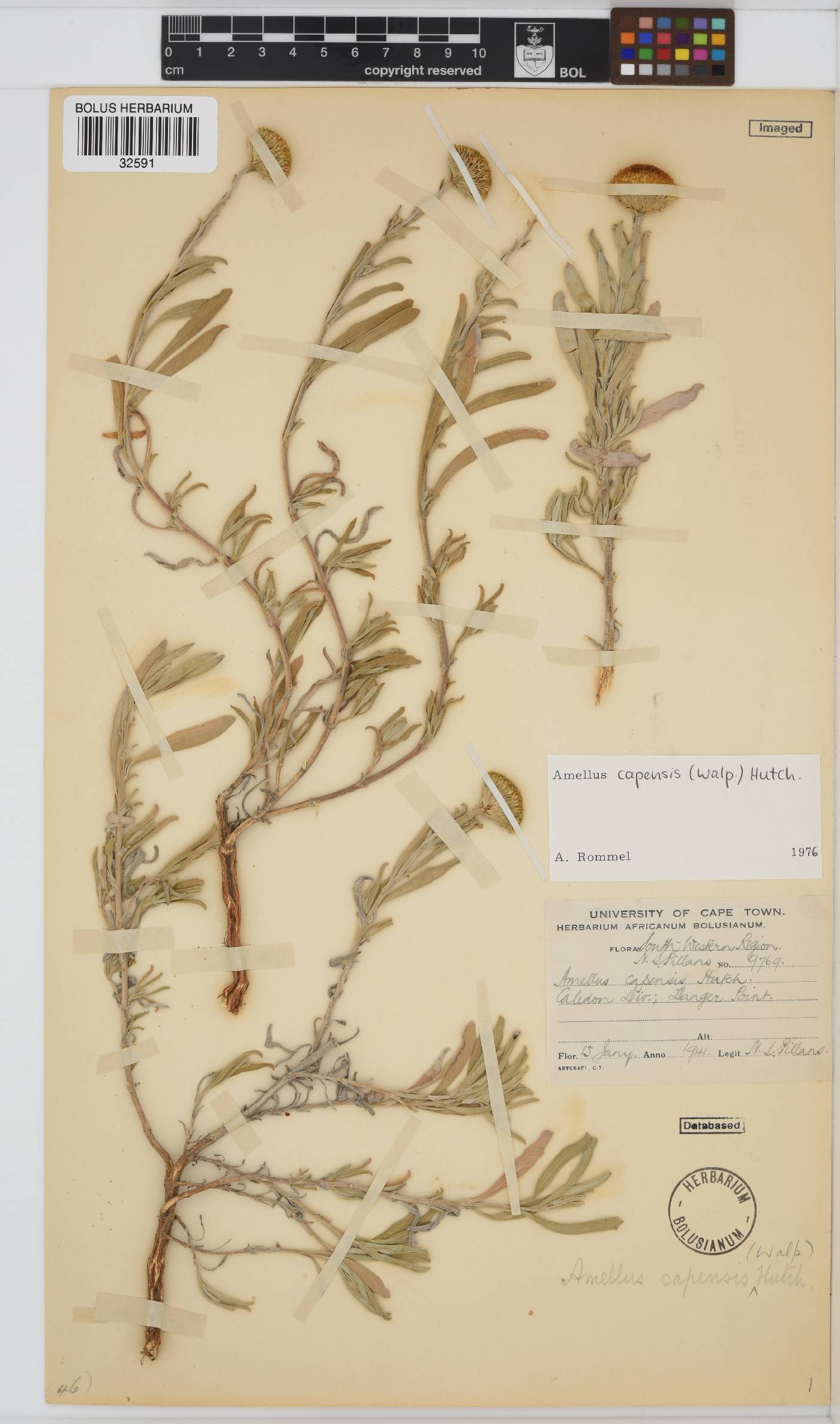 Amellus capensis image