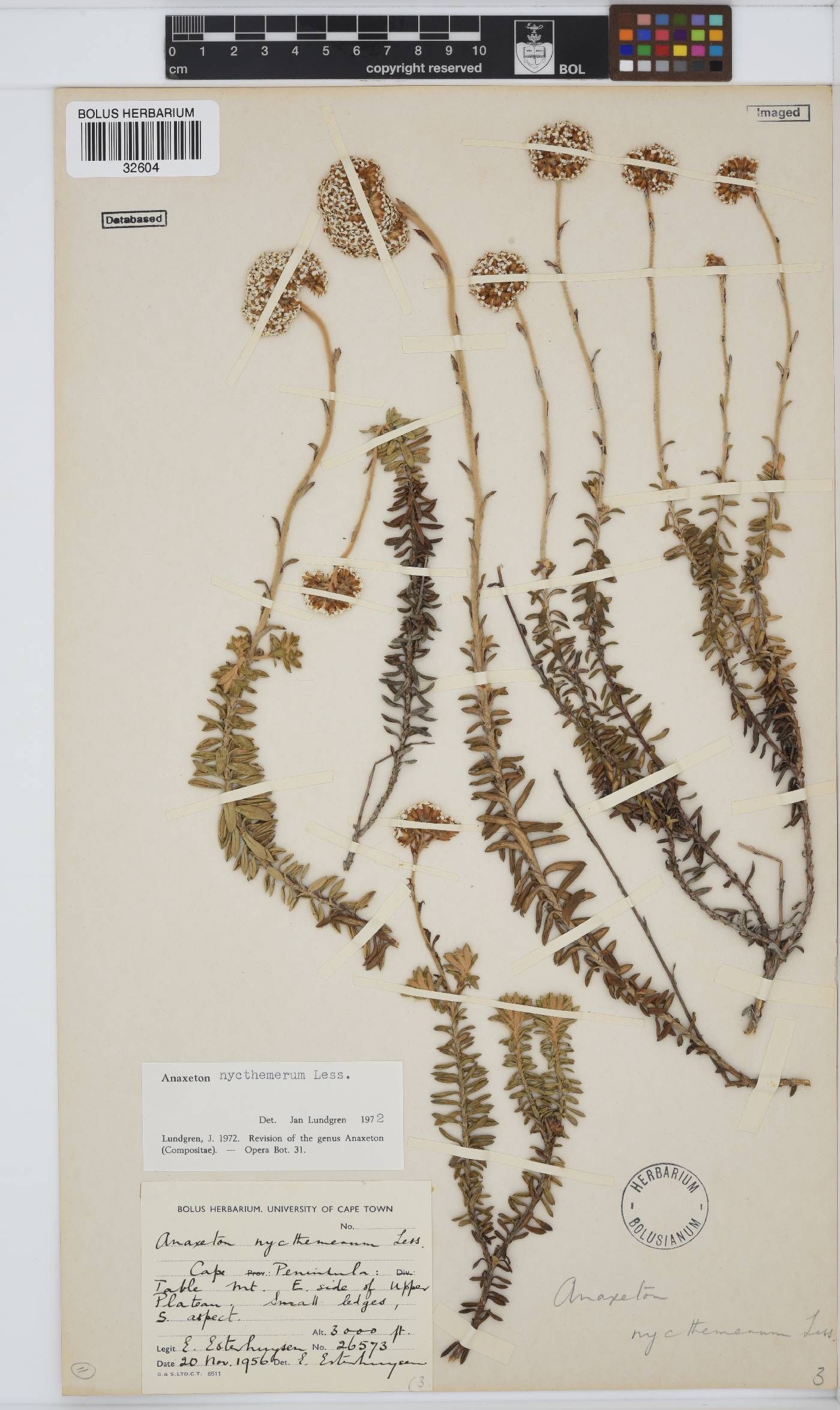 Anaxeton nycthemerum image