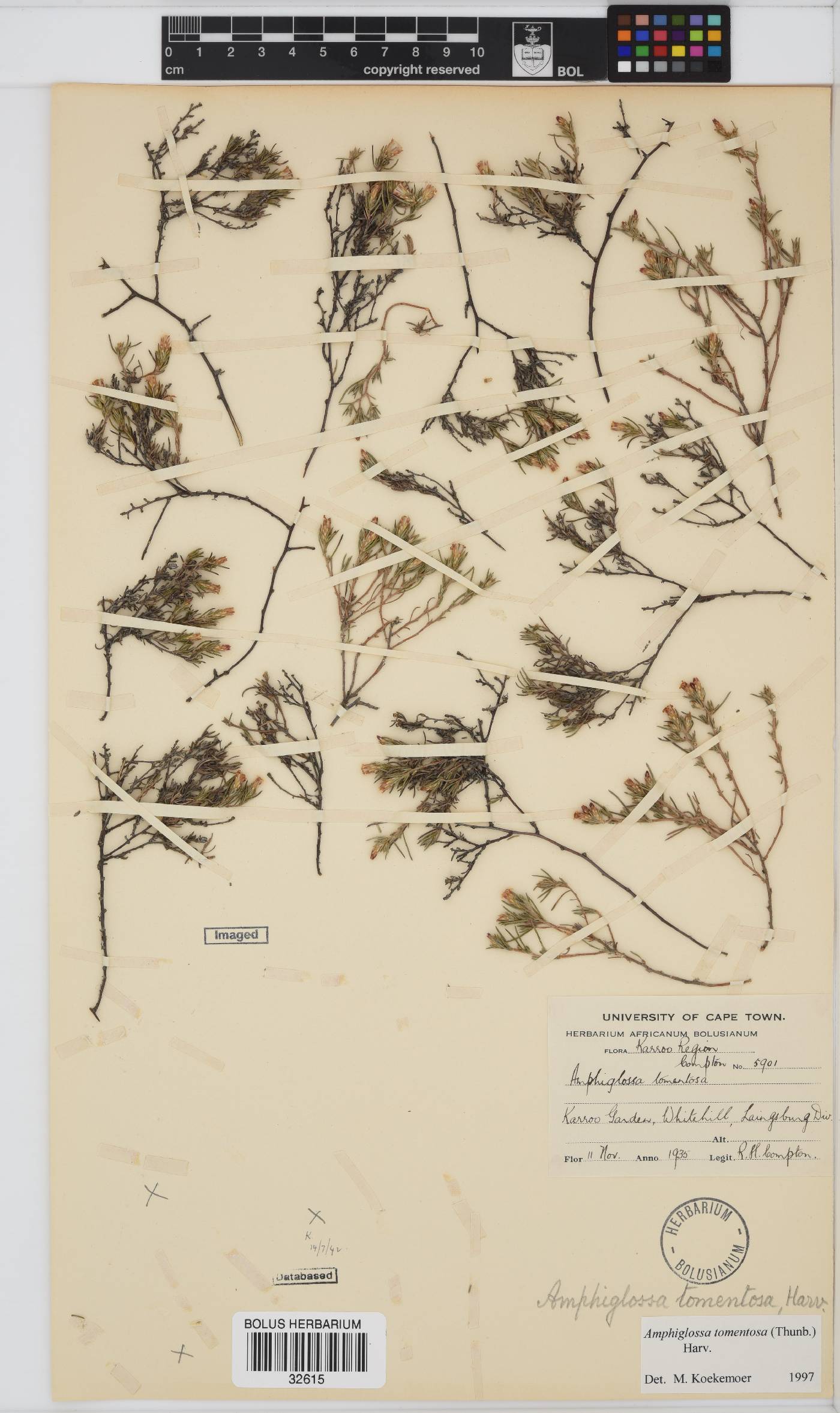Amphiglossa tomentosa image