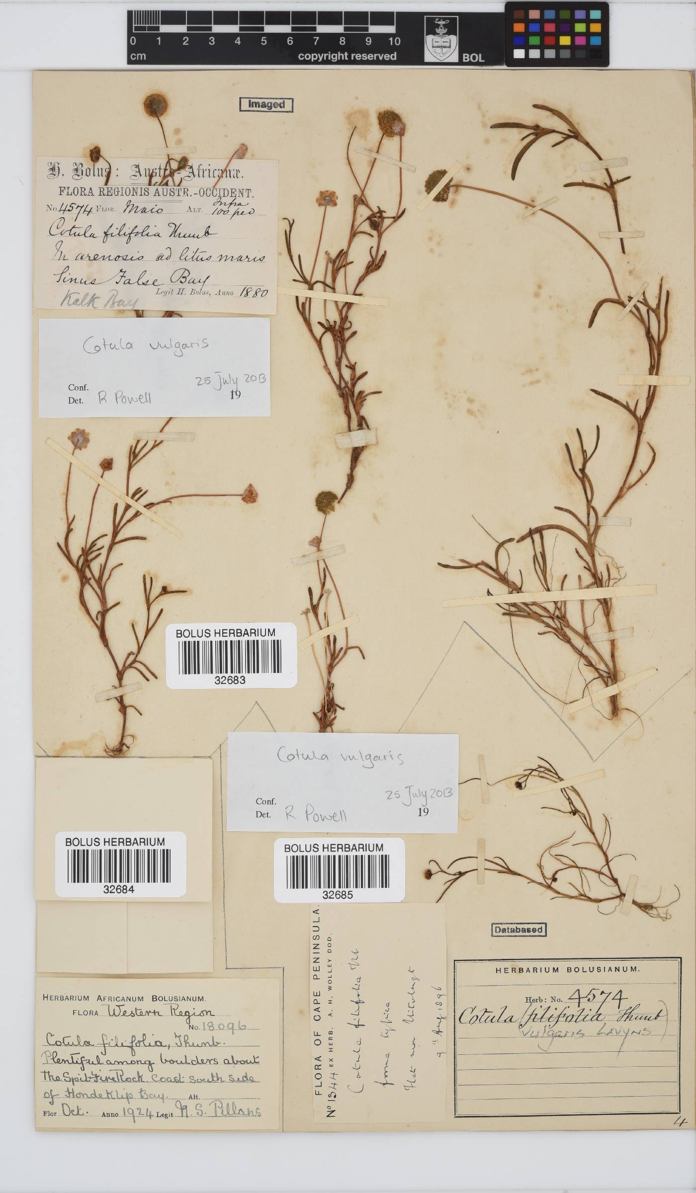 Cotula vulgaris image
